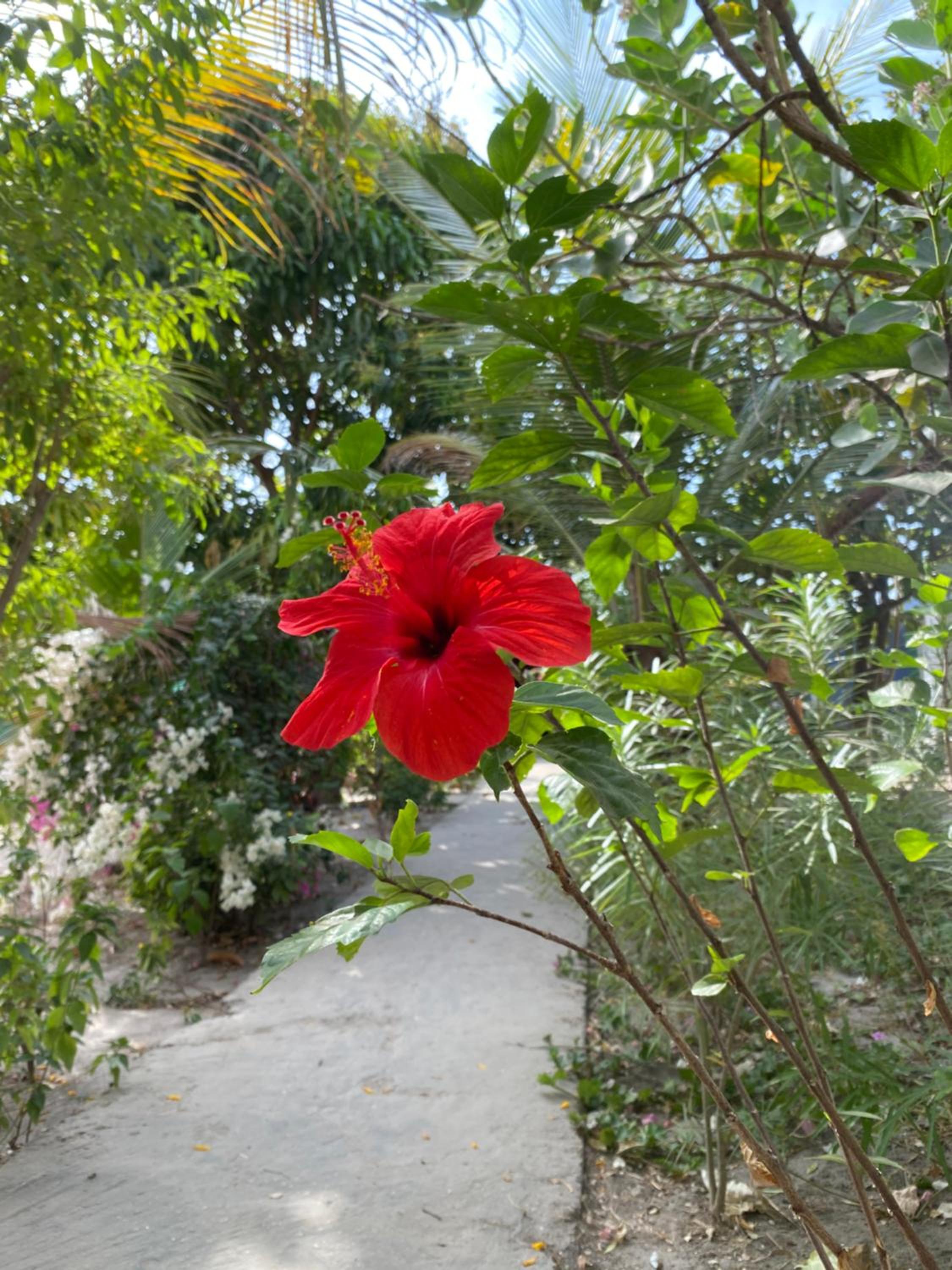 Photo 42