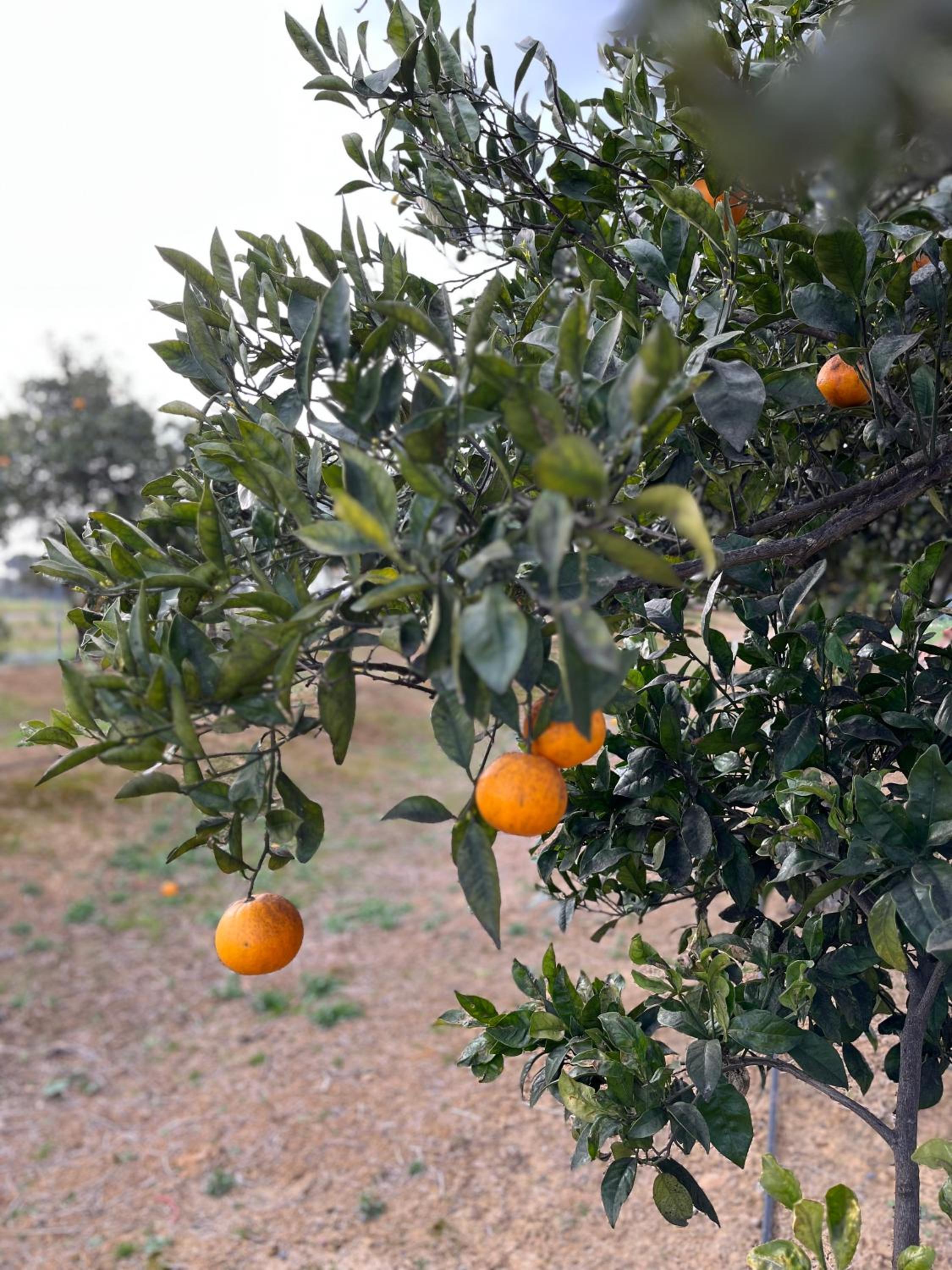 Agua de Verano