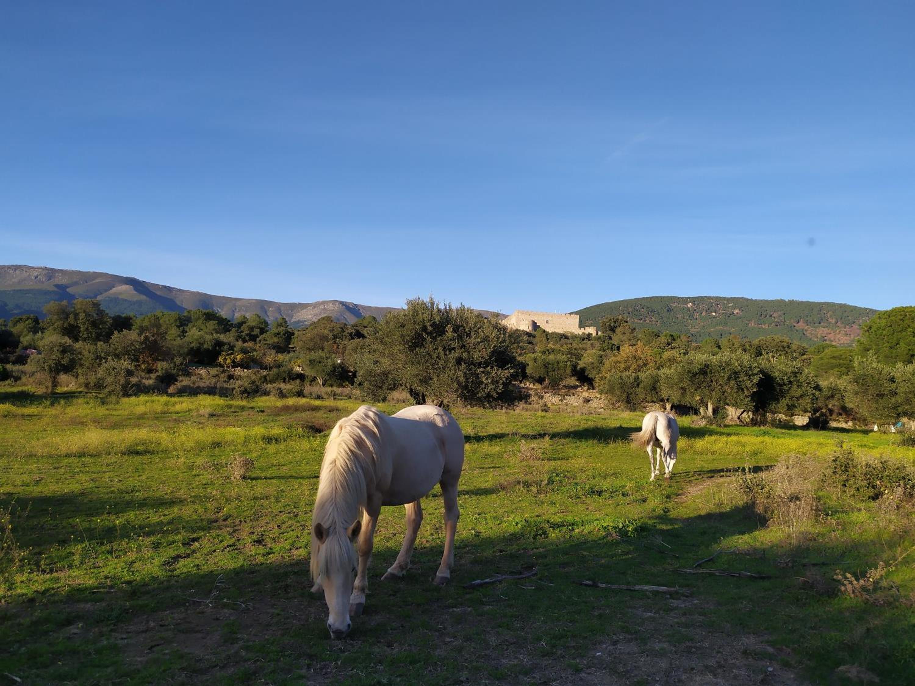 La Encina del Abuelo