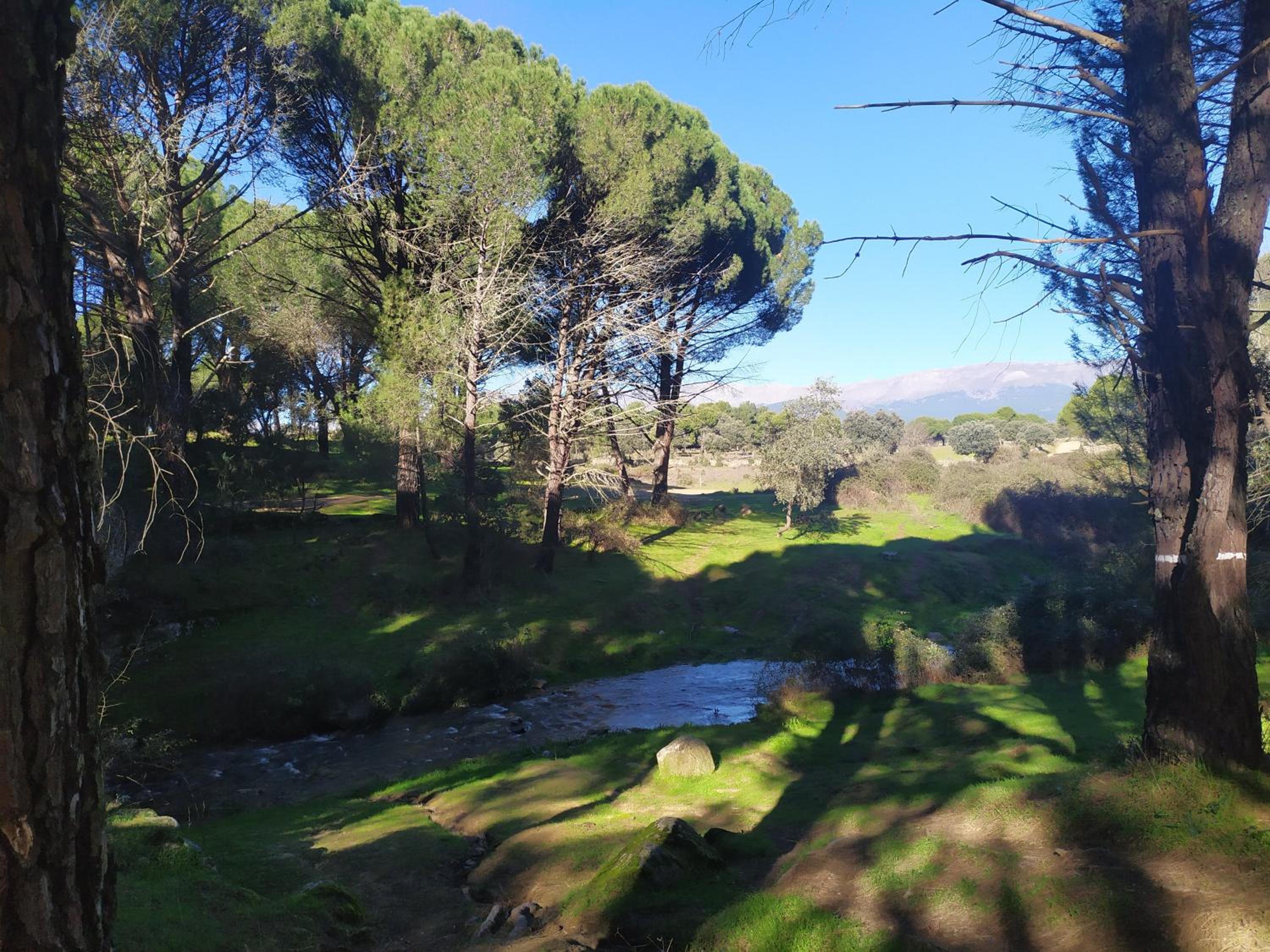 La Encina del Abuelo