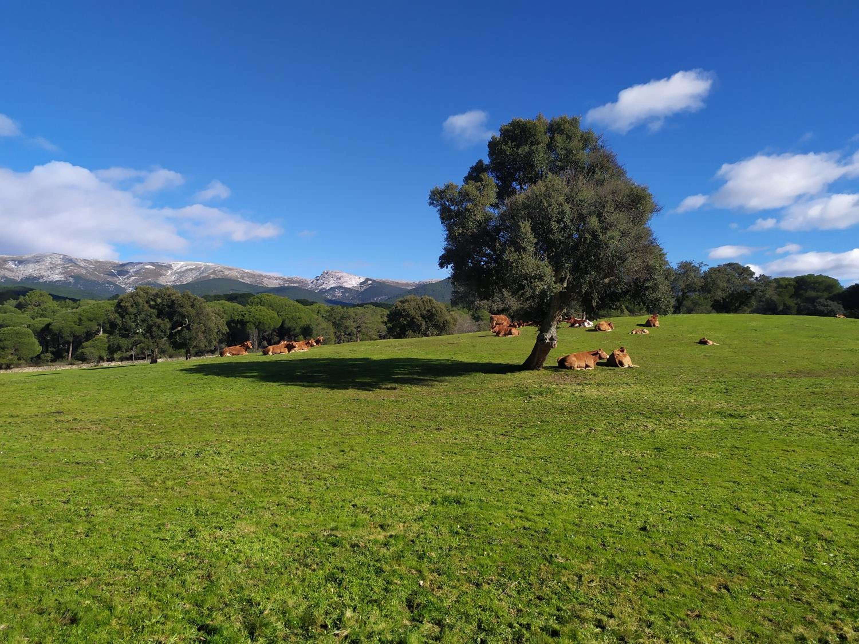 La Encina del Abuelo