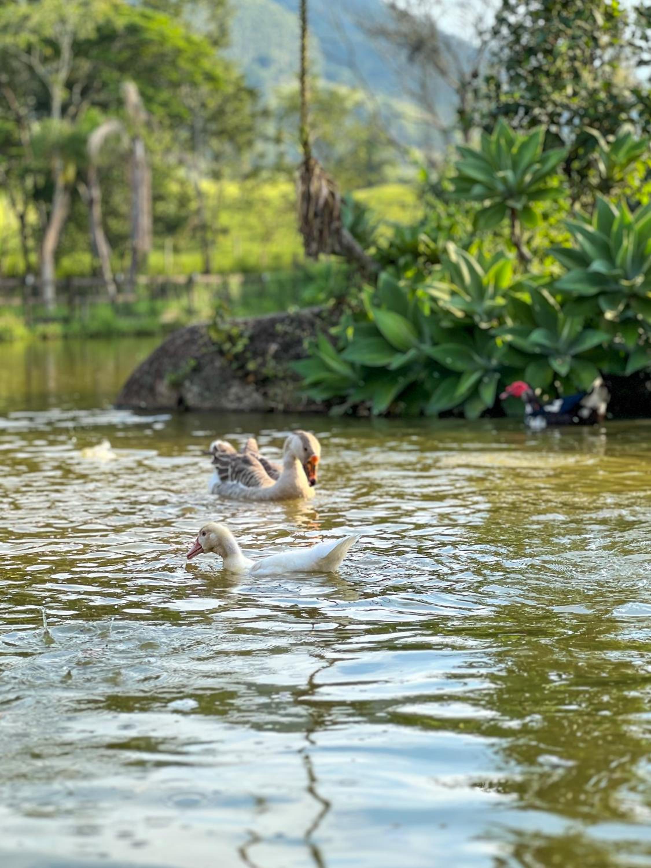 Seu Refúgio Rural Piscina Privativa e Natureza