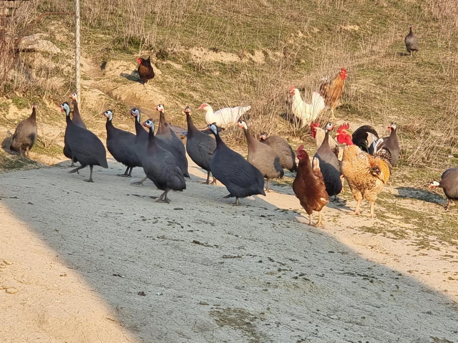 Agriturismo Caperroni