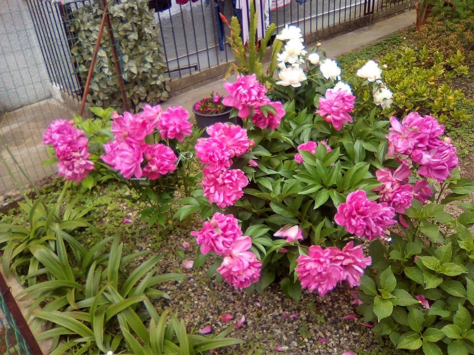 Photo 48