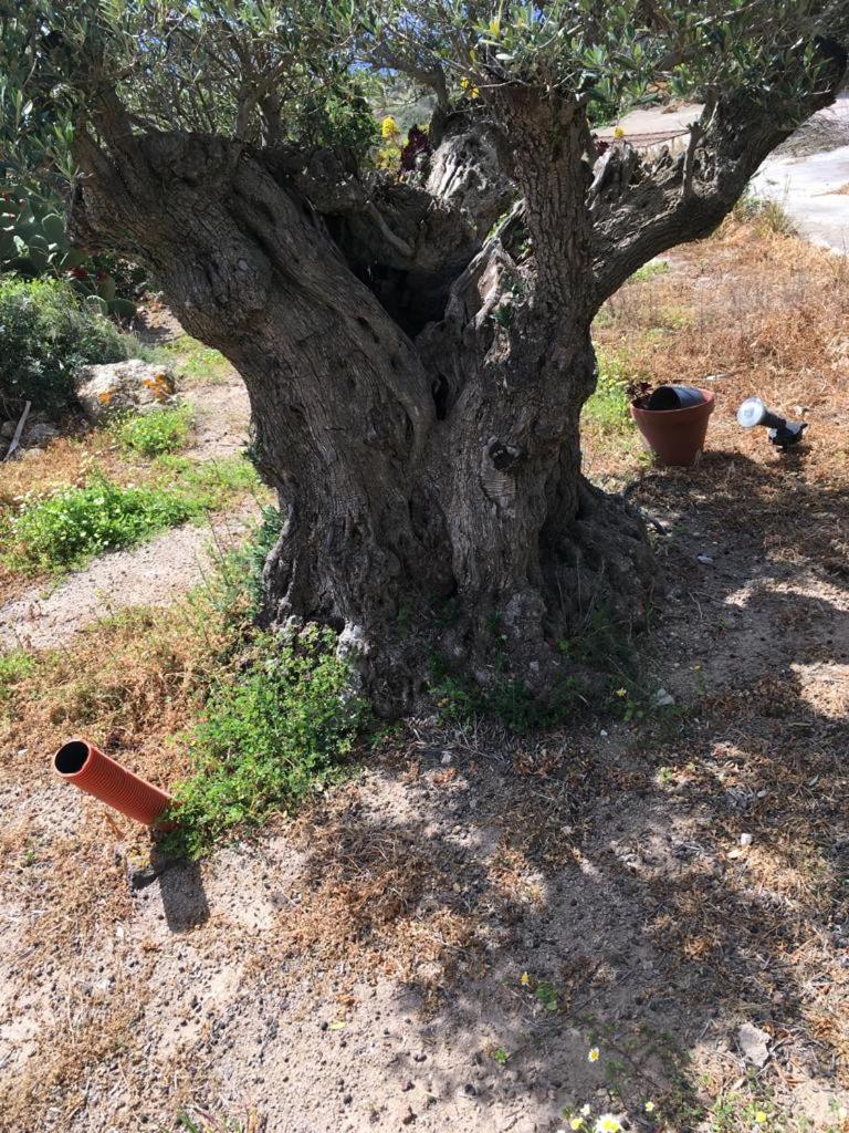 Dammusi IL SERRALH -Pantelleria-