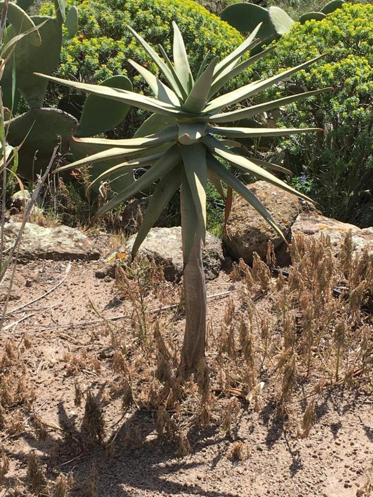 Dammusi IL SERRALH -Pantelleria-