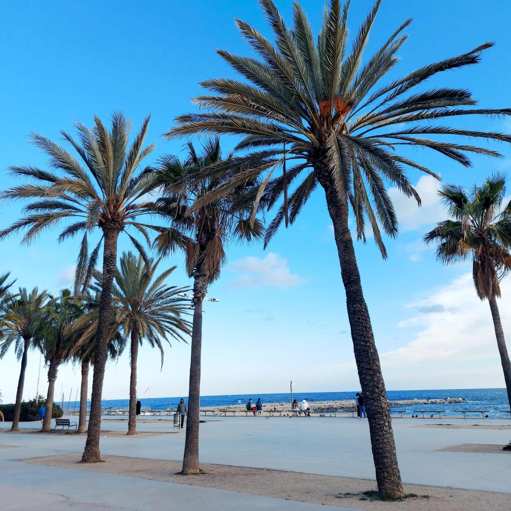 Confort apartamentos en playa, 3 DRM