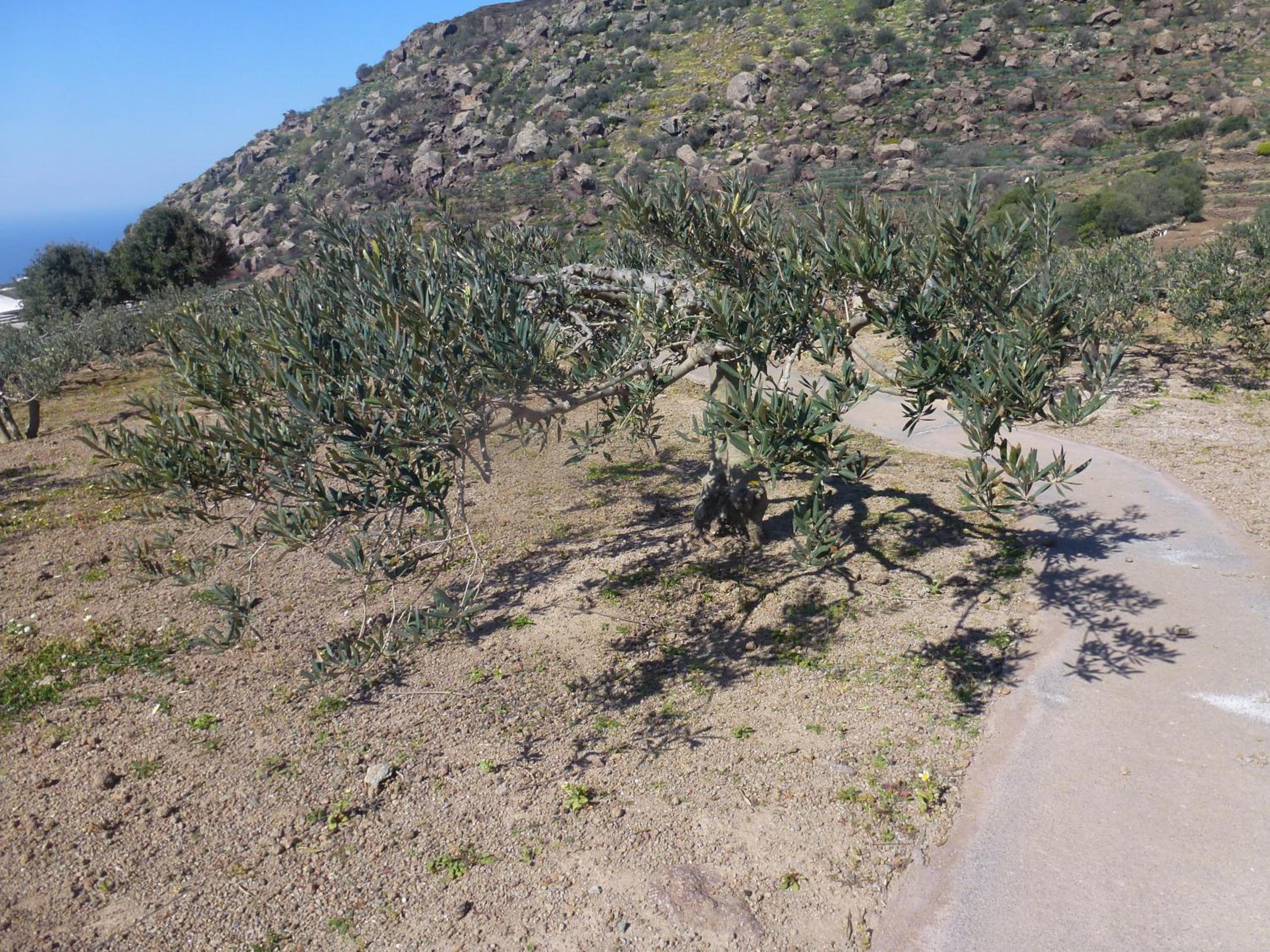 Dammusi IL SERRALH -Pantelleria-