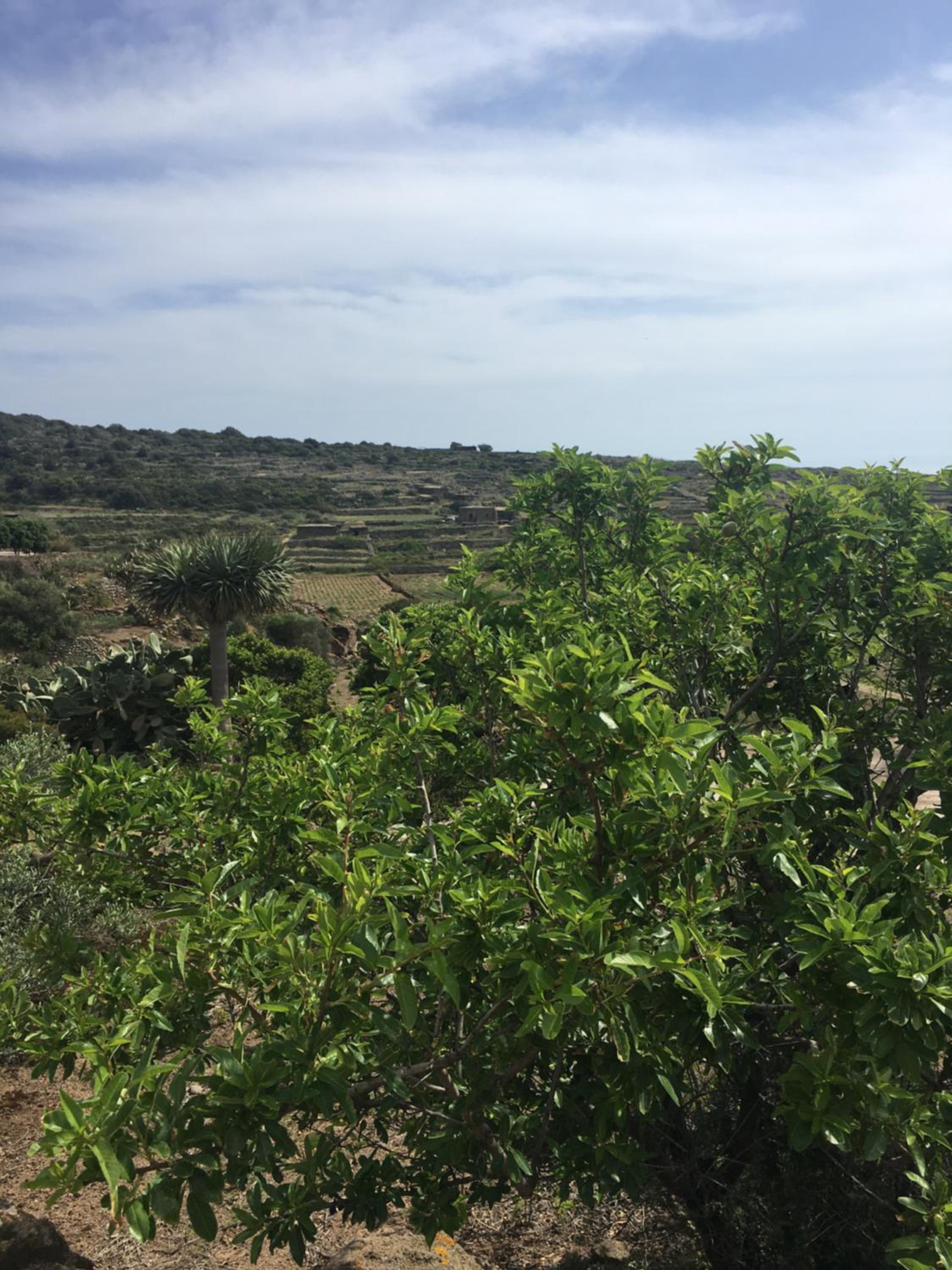 Dammusi IL SERRALH -Pantelleria-