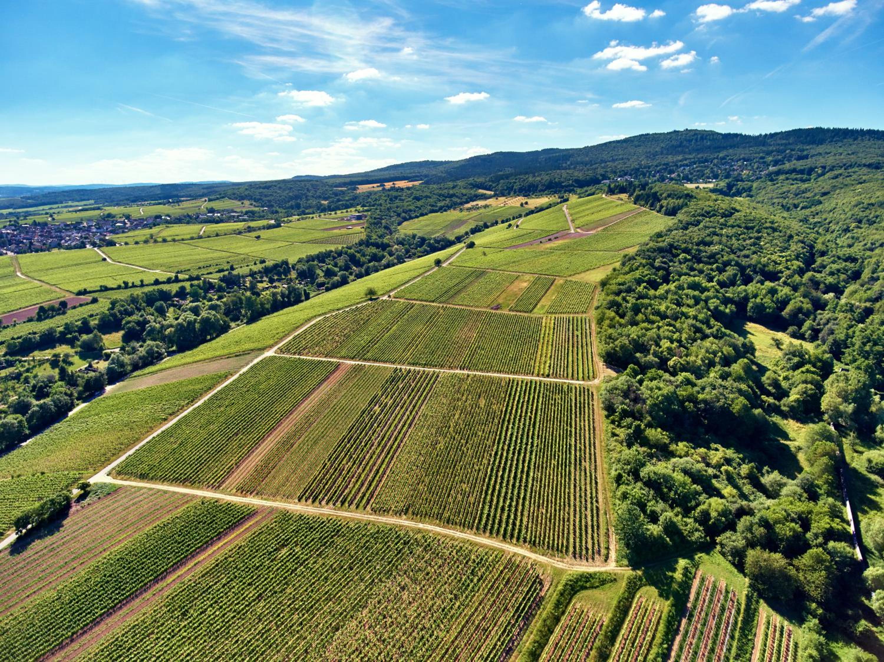 BALTHASAR RESS Guesthouse am Rebhang im Rheingau