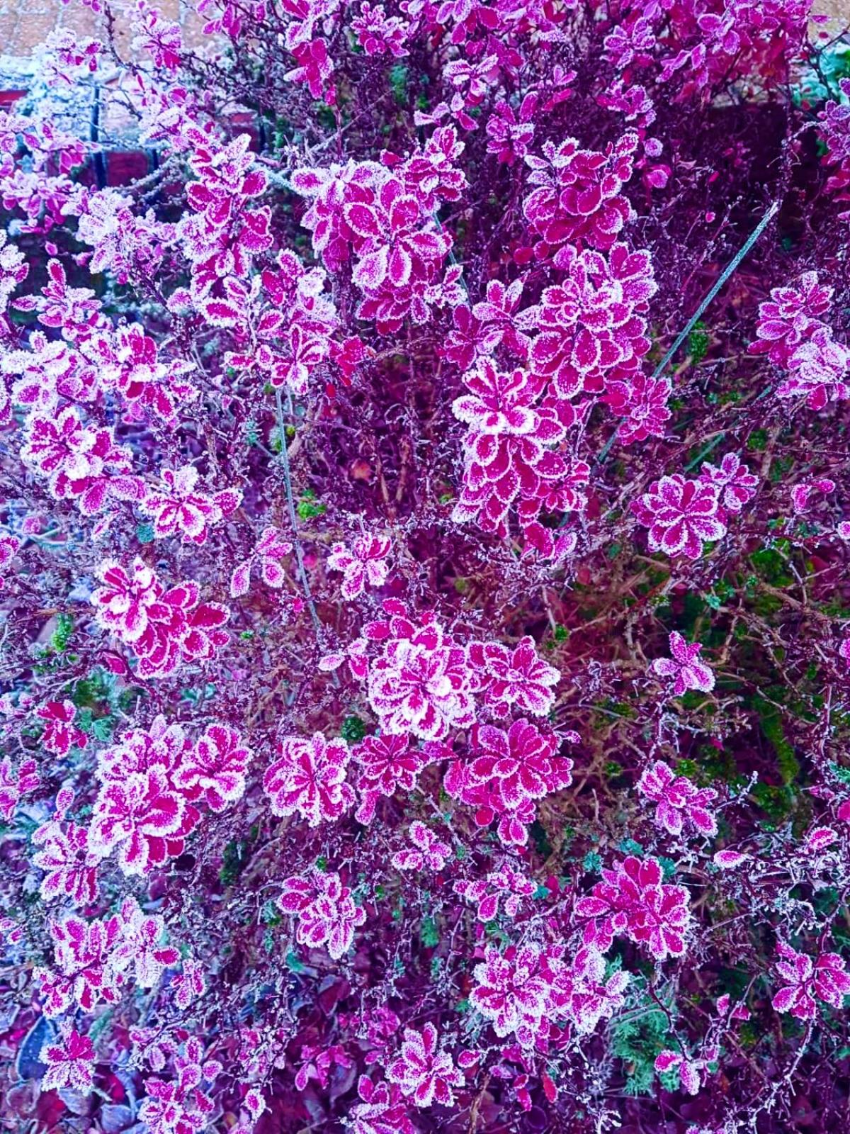 Photo 76
