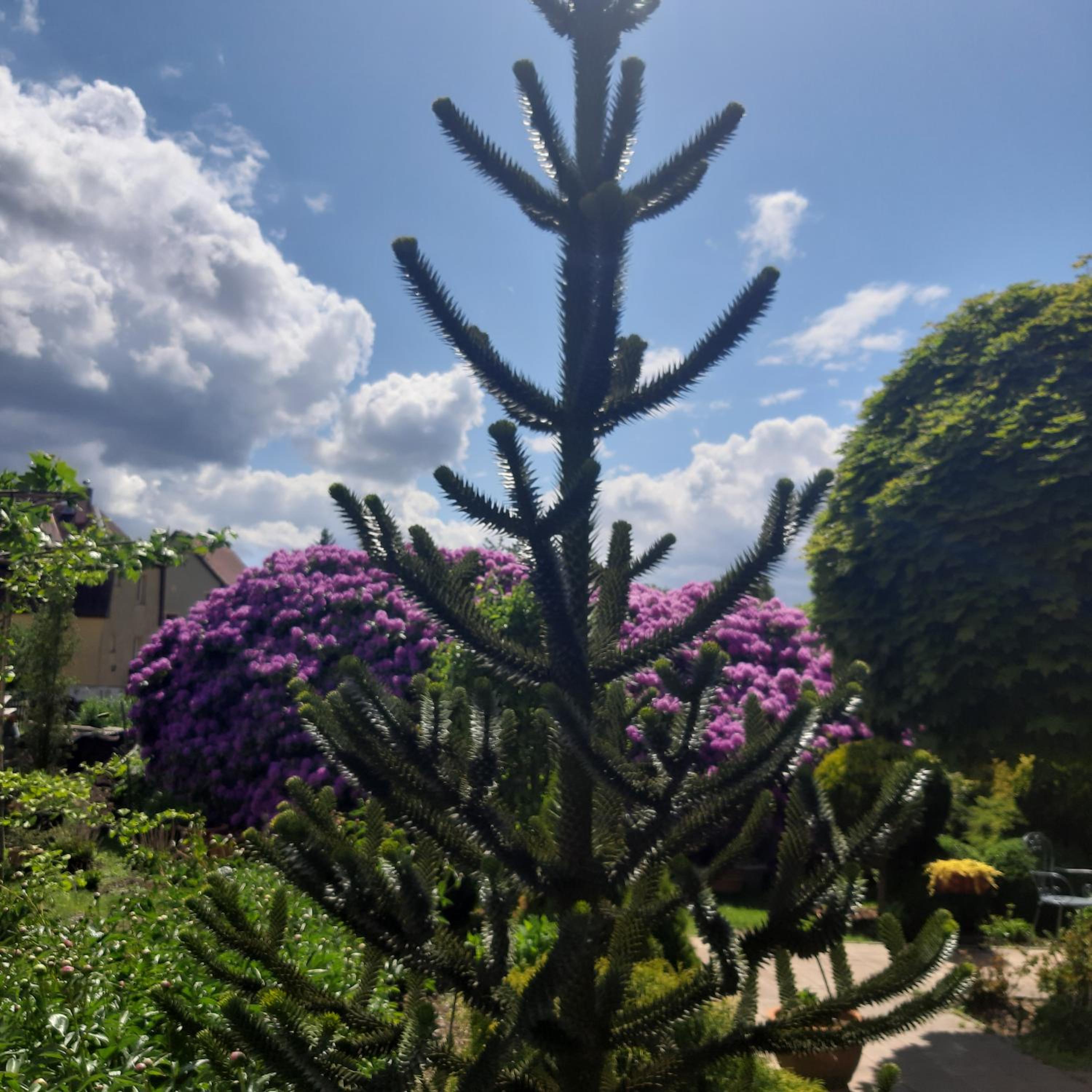 Photo 20