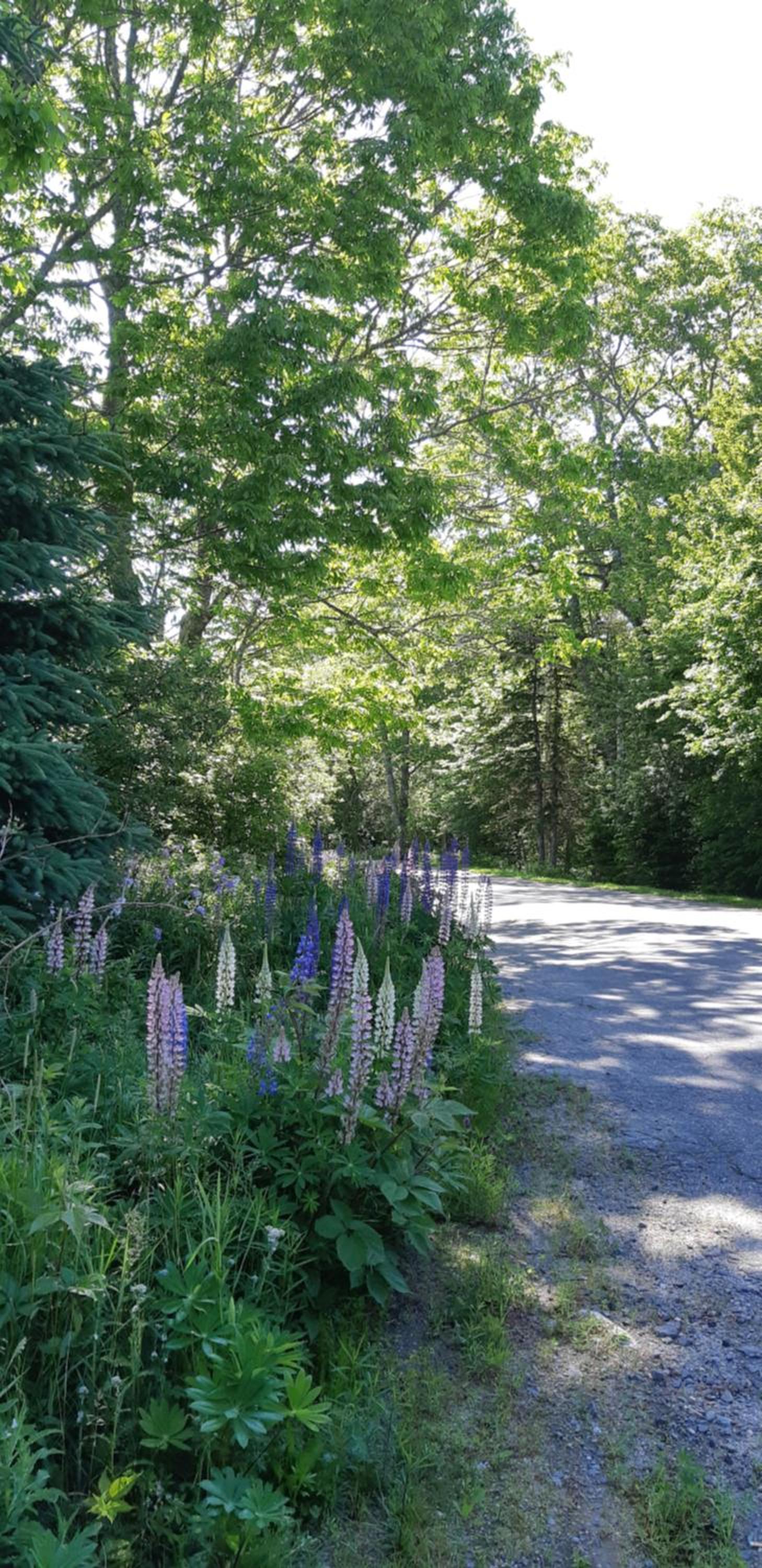 Oceanfront Garden Cottage - Gateway to Attractions and Towns, Private Cove Mooring