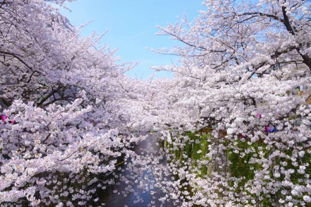 Tokyo's best spot Shibuya! 3person room Free Wi-Fi