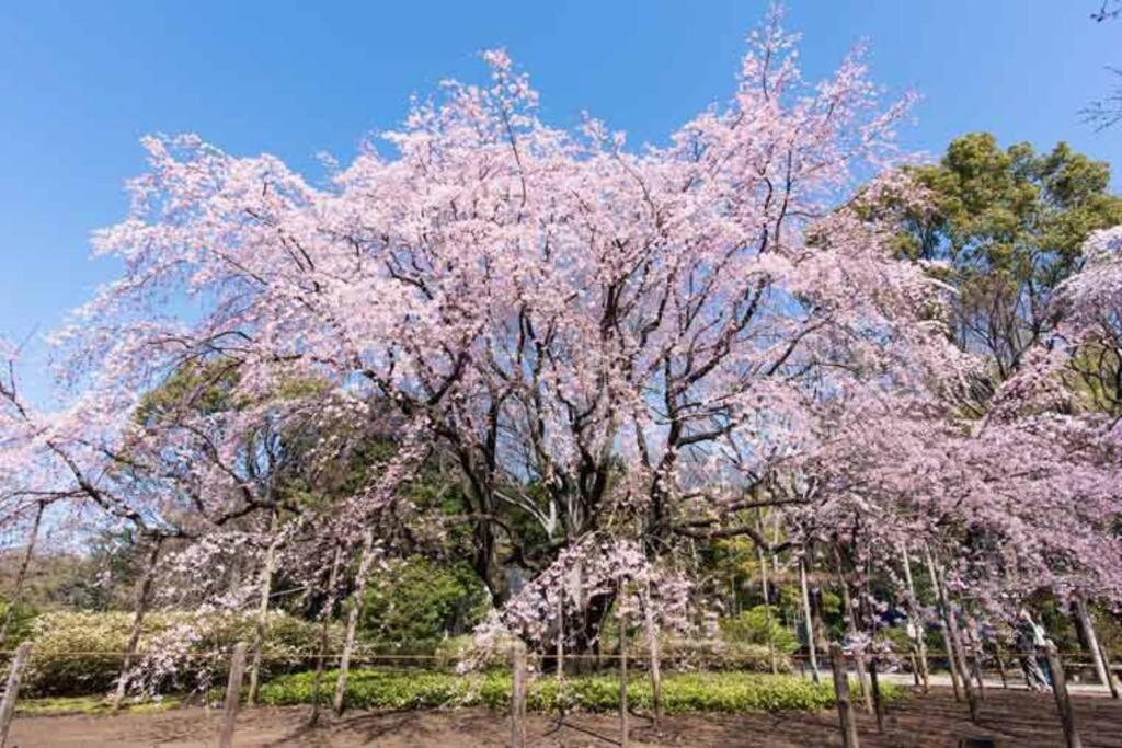Tokyo's best spot Shibuya! 3person room Free Wi-Fi