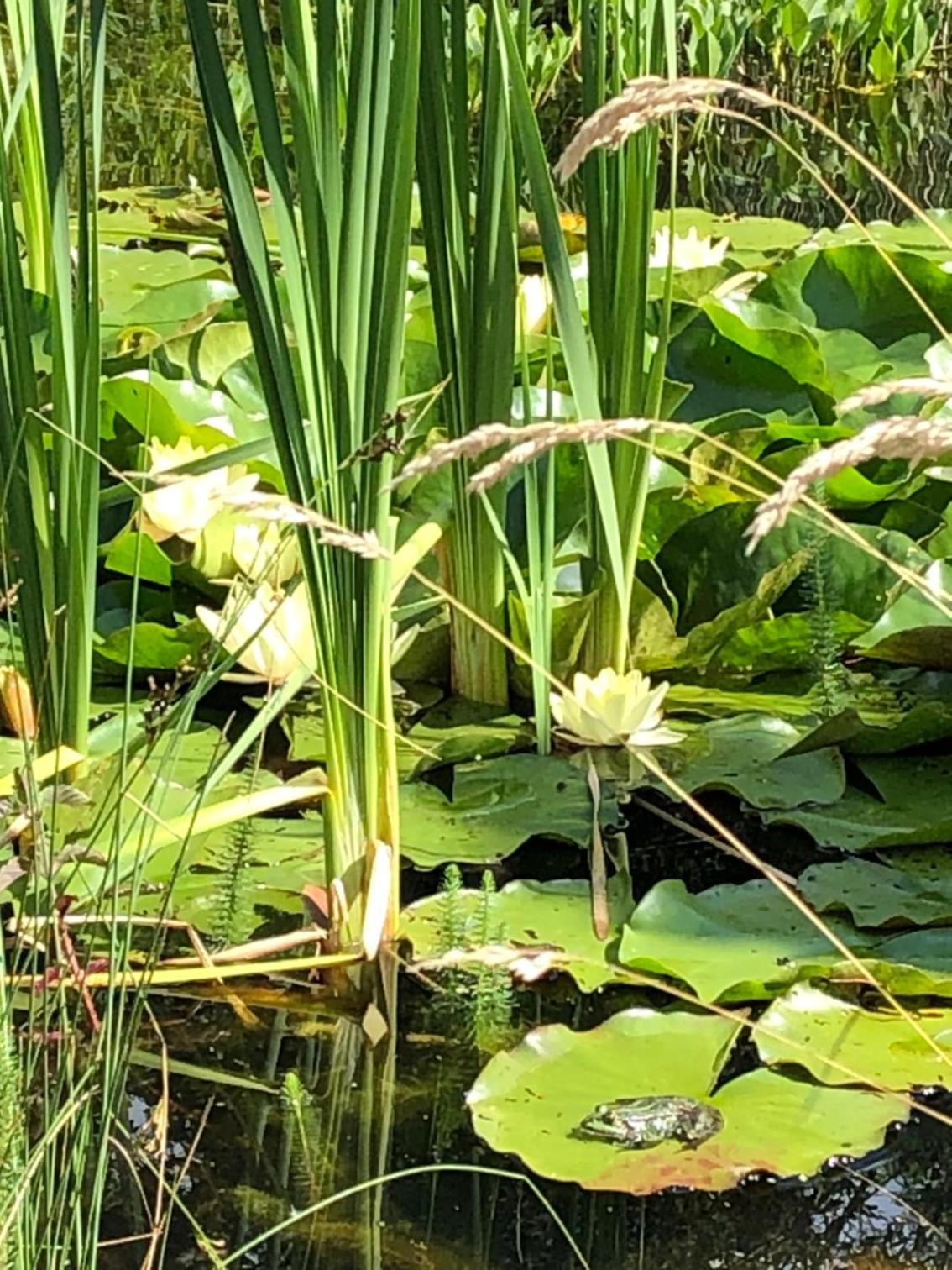 Ferienhaus Gartenblick am Schaalsee