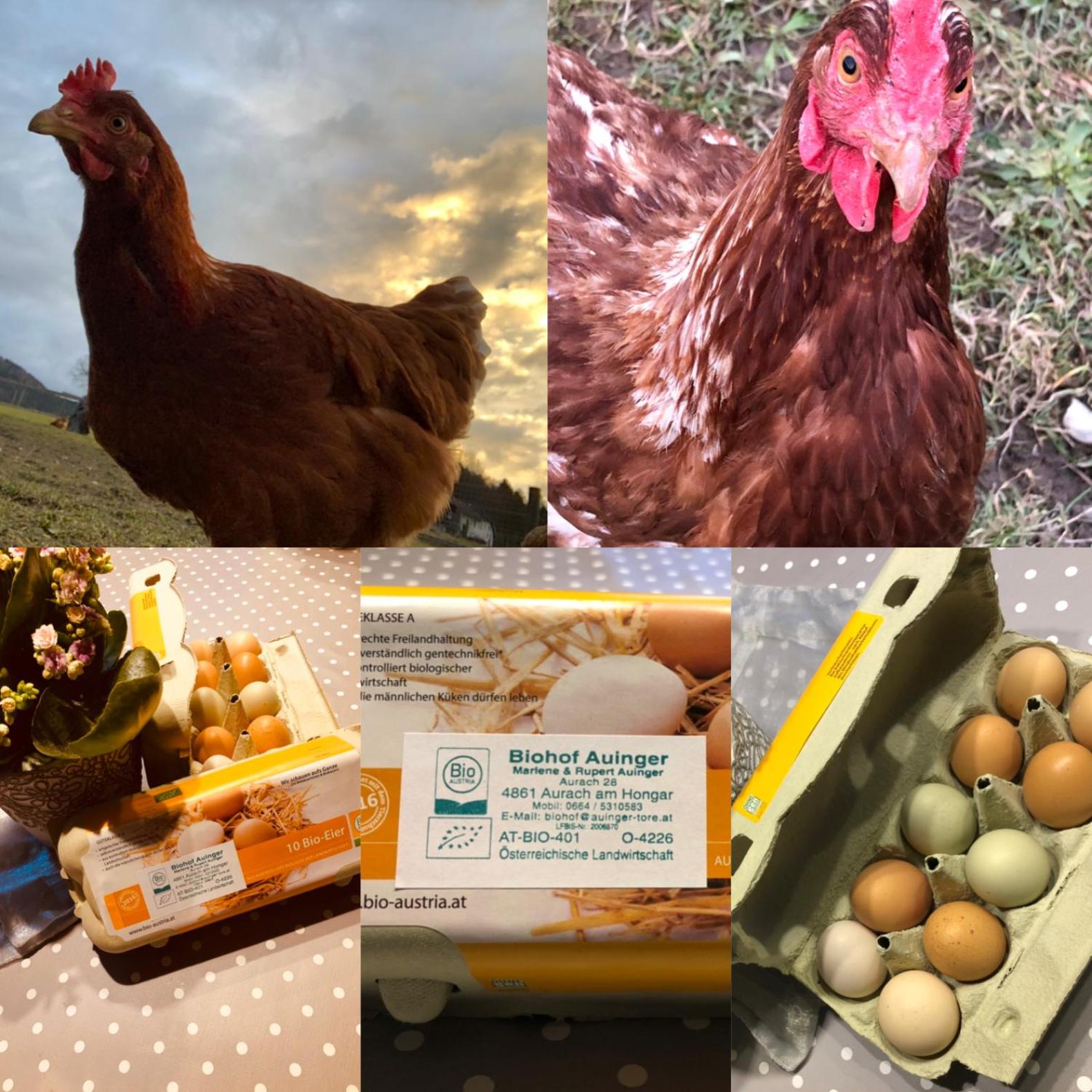 Biohof Auinger, der Tiererlebnishof