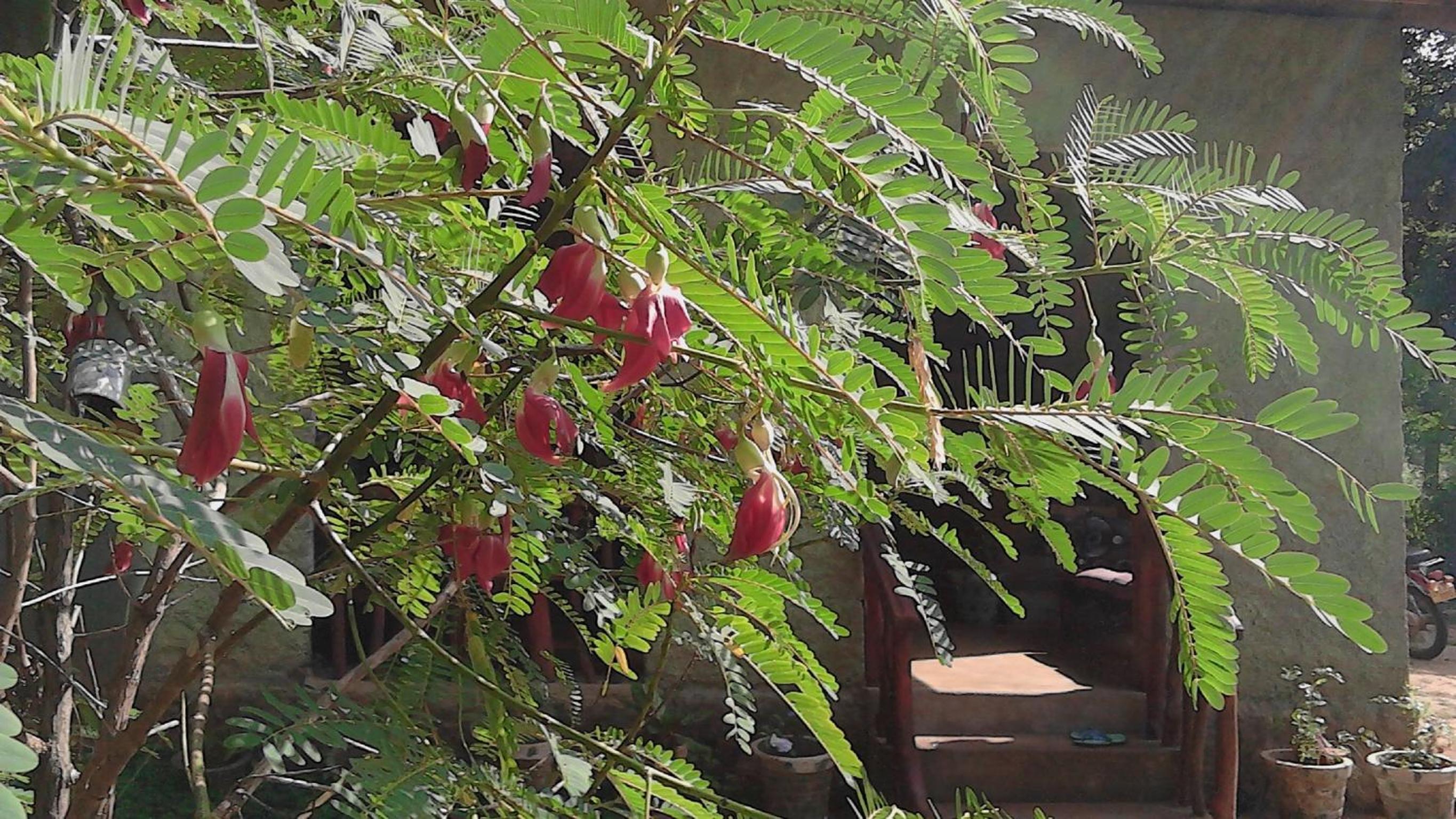 Sigiriya Vee Guest