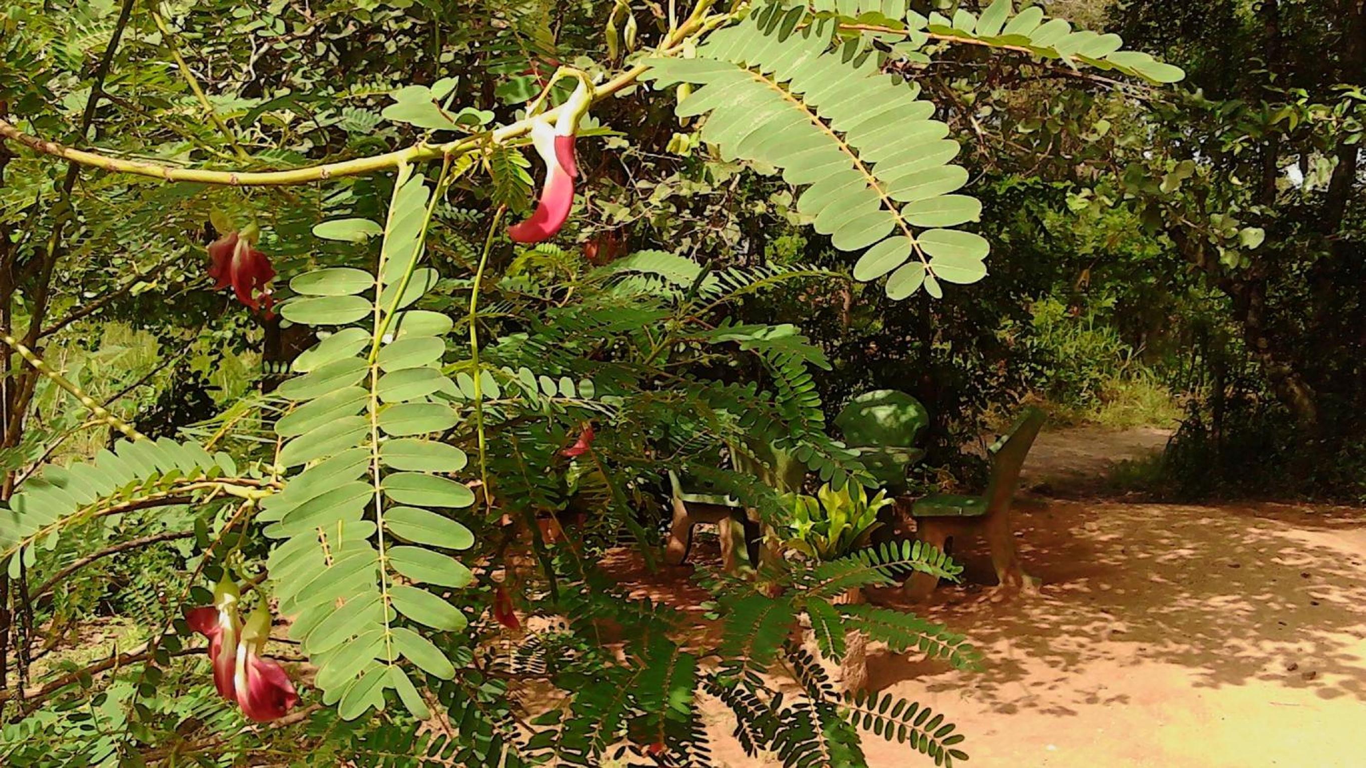 Sigiriya Vee Guest