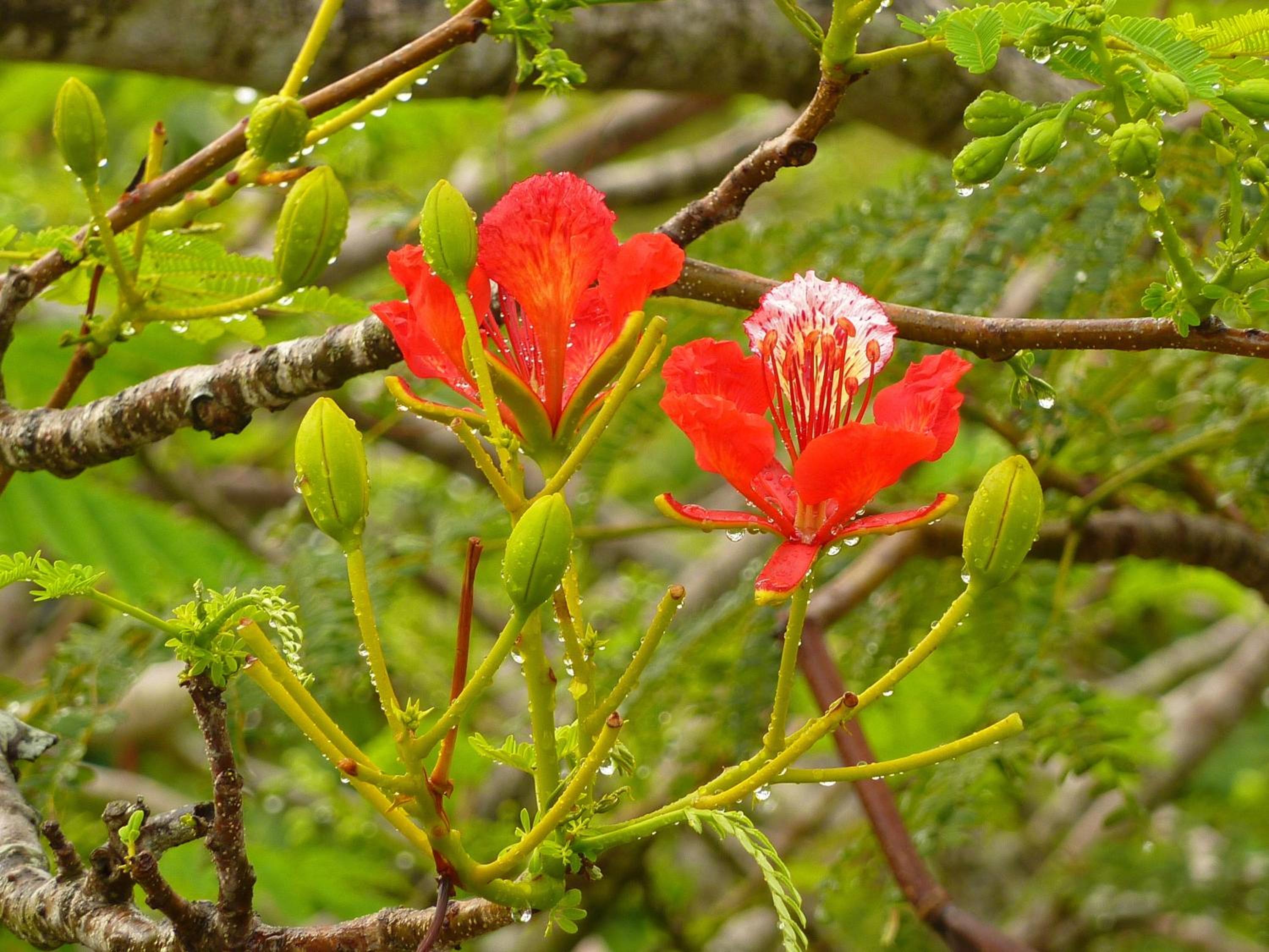 Lantana Galu Beach