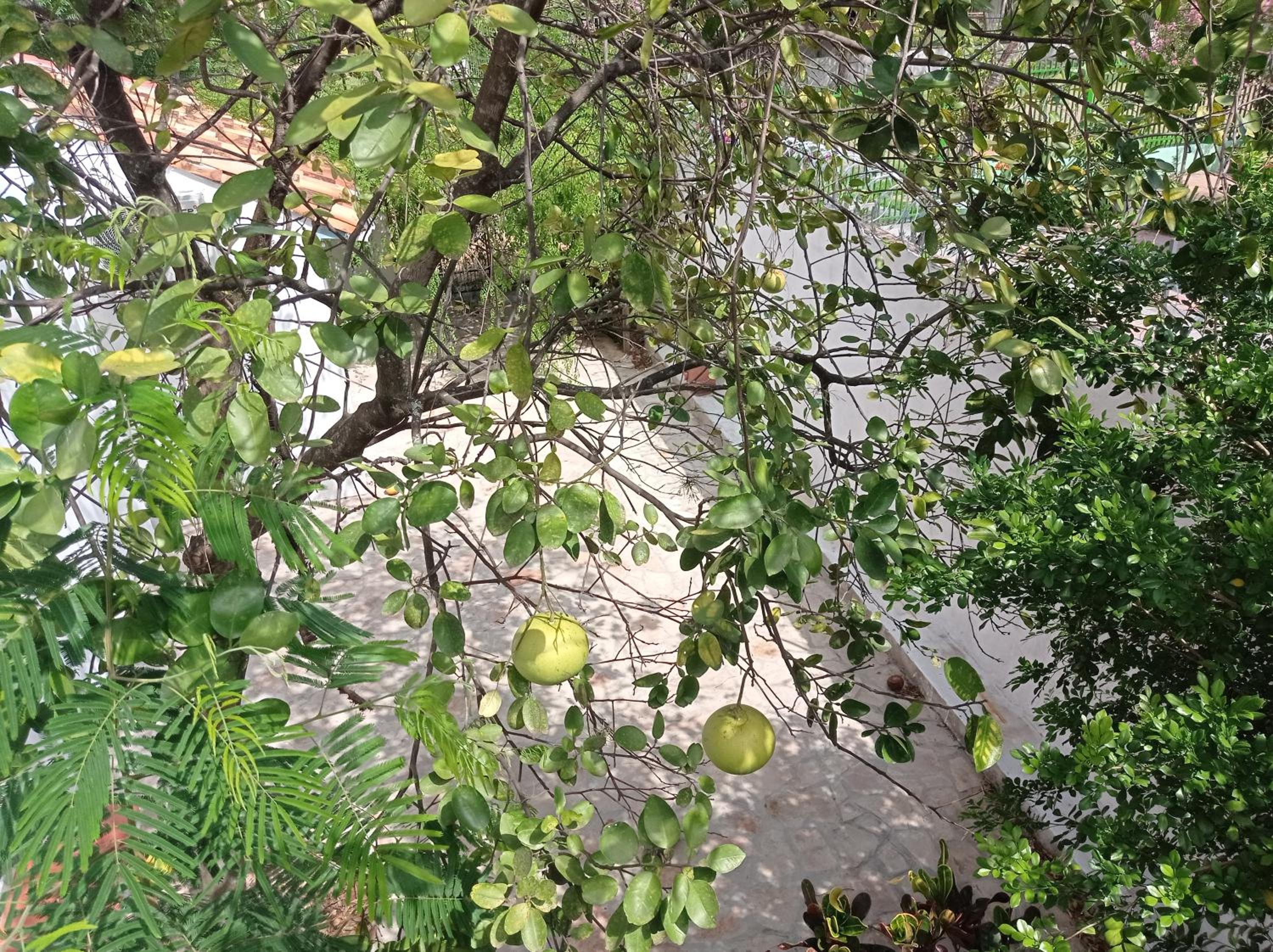 Photo 11