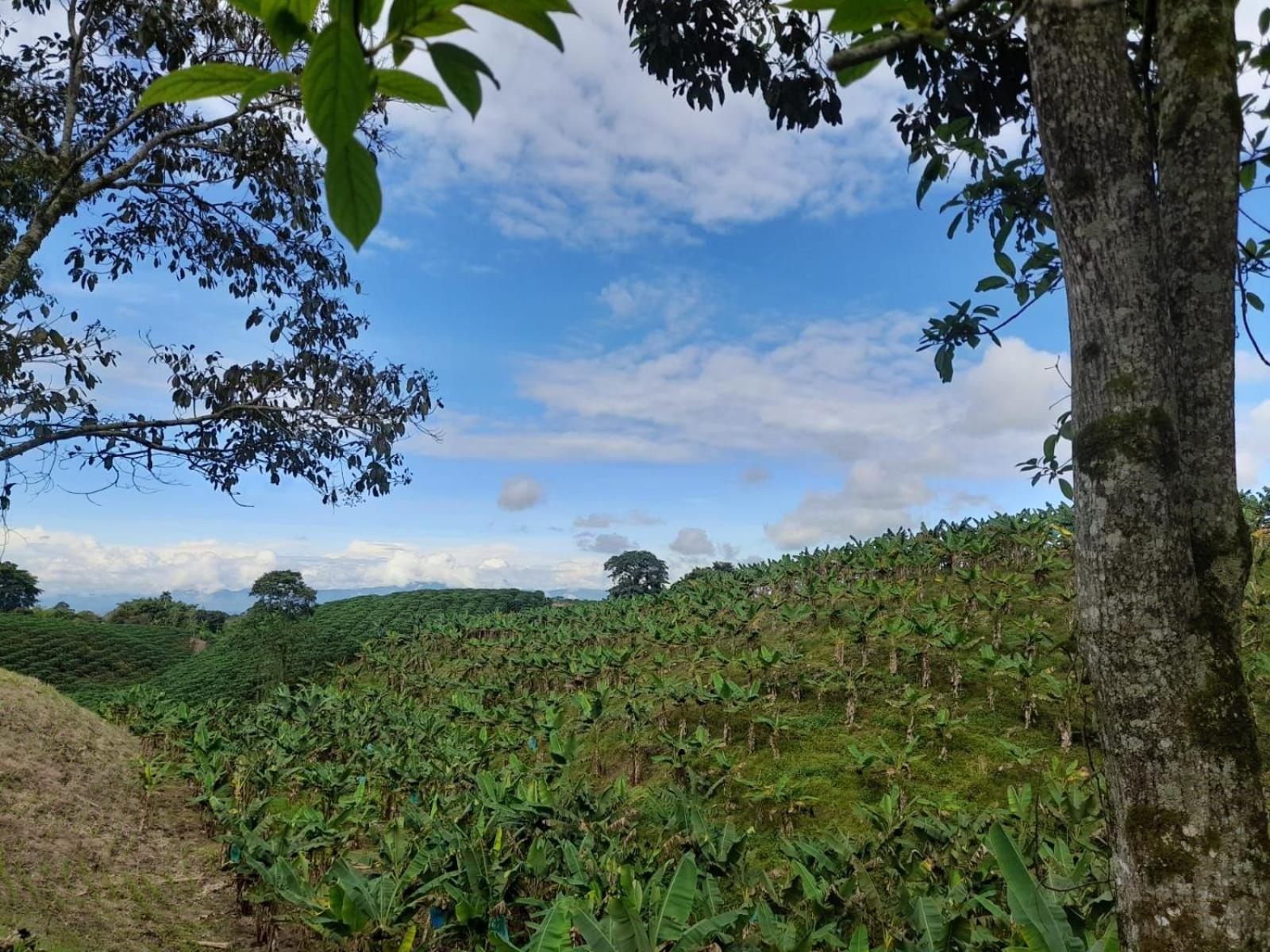 Finca Hotel La Venia Bendita Quindio