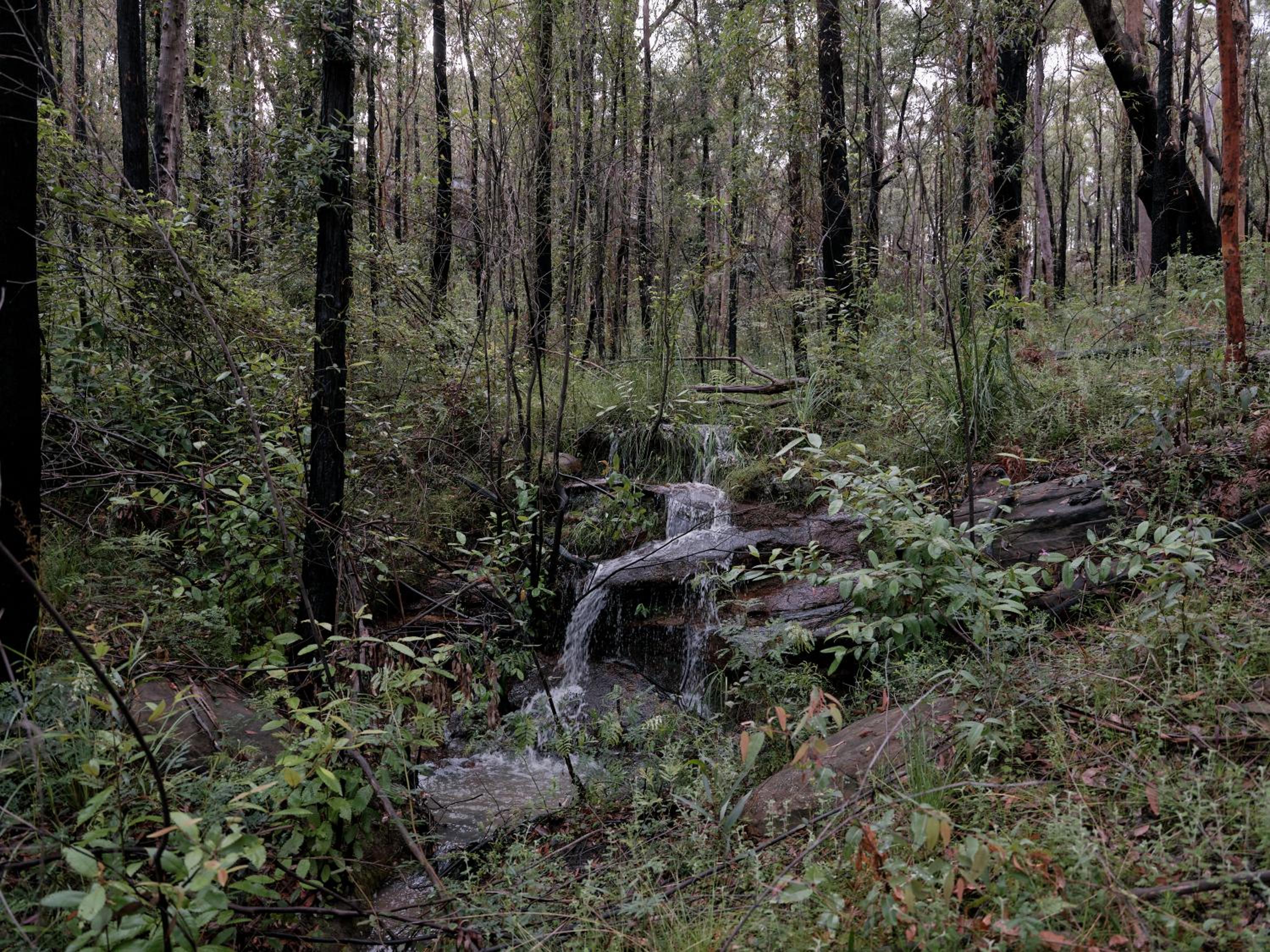 Tootie Creek House at Koala Gully