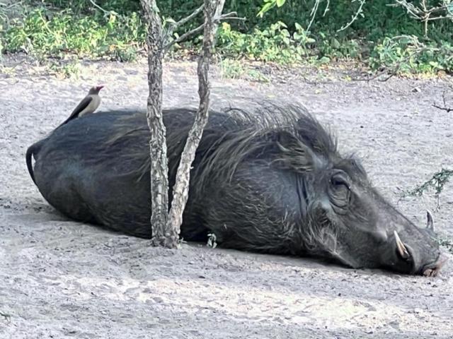 Turaco Lodge - No Loadshedding