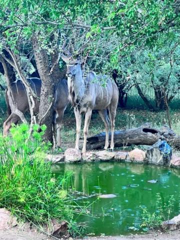 Turaco Lodge - No Loadshedding