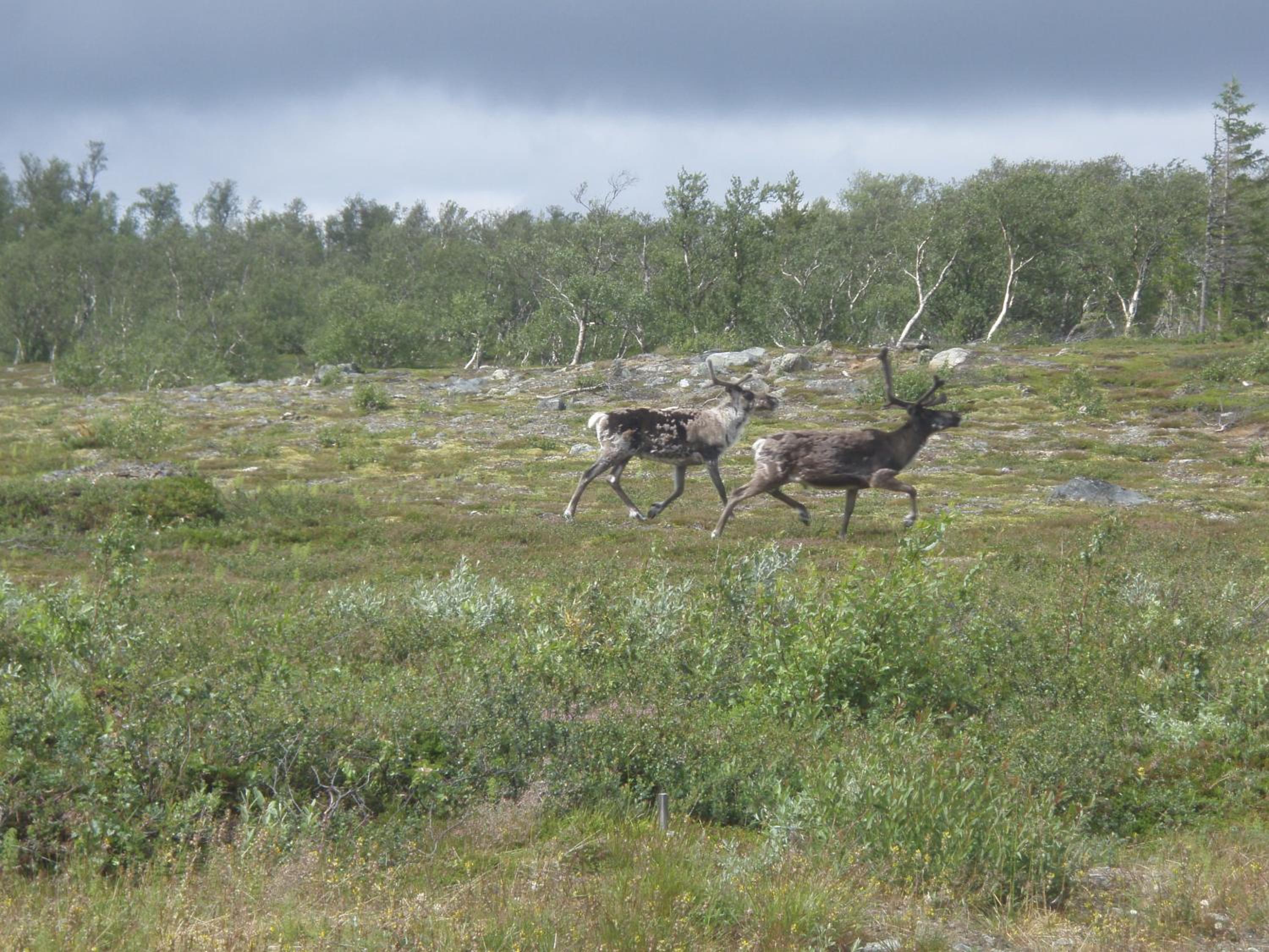 Enaforsholm Fjällgård