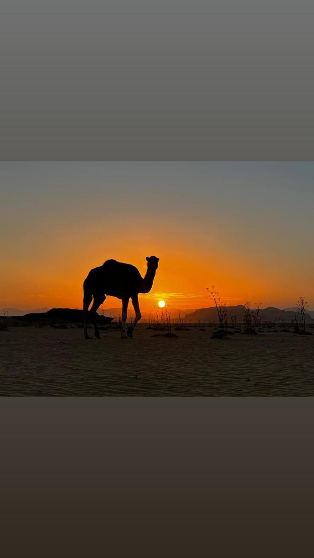 Wadi rum sand Delight camp