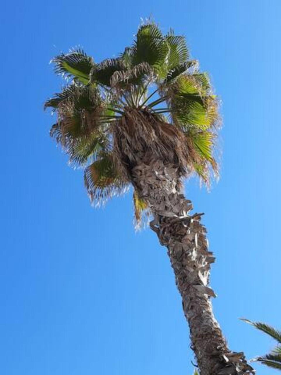 FiveStepsToSea - Beach Apartment Valencia