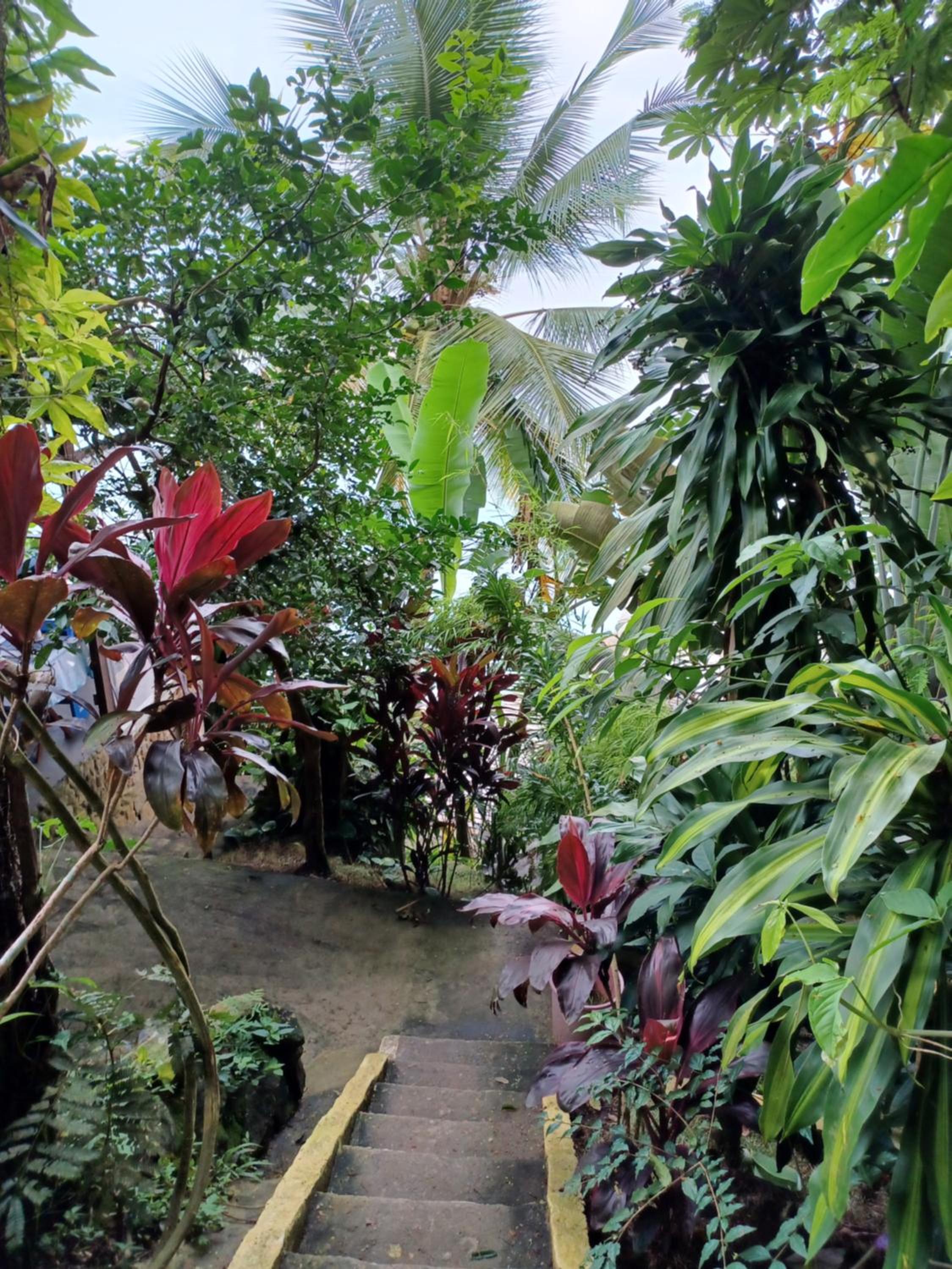 Saracura