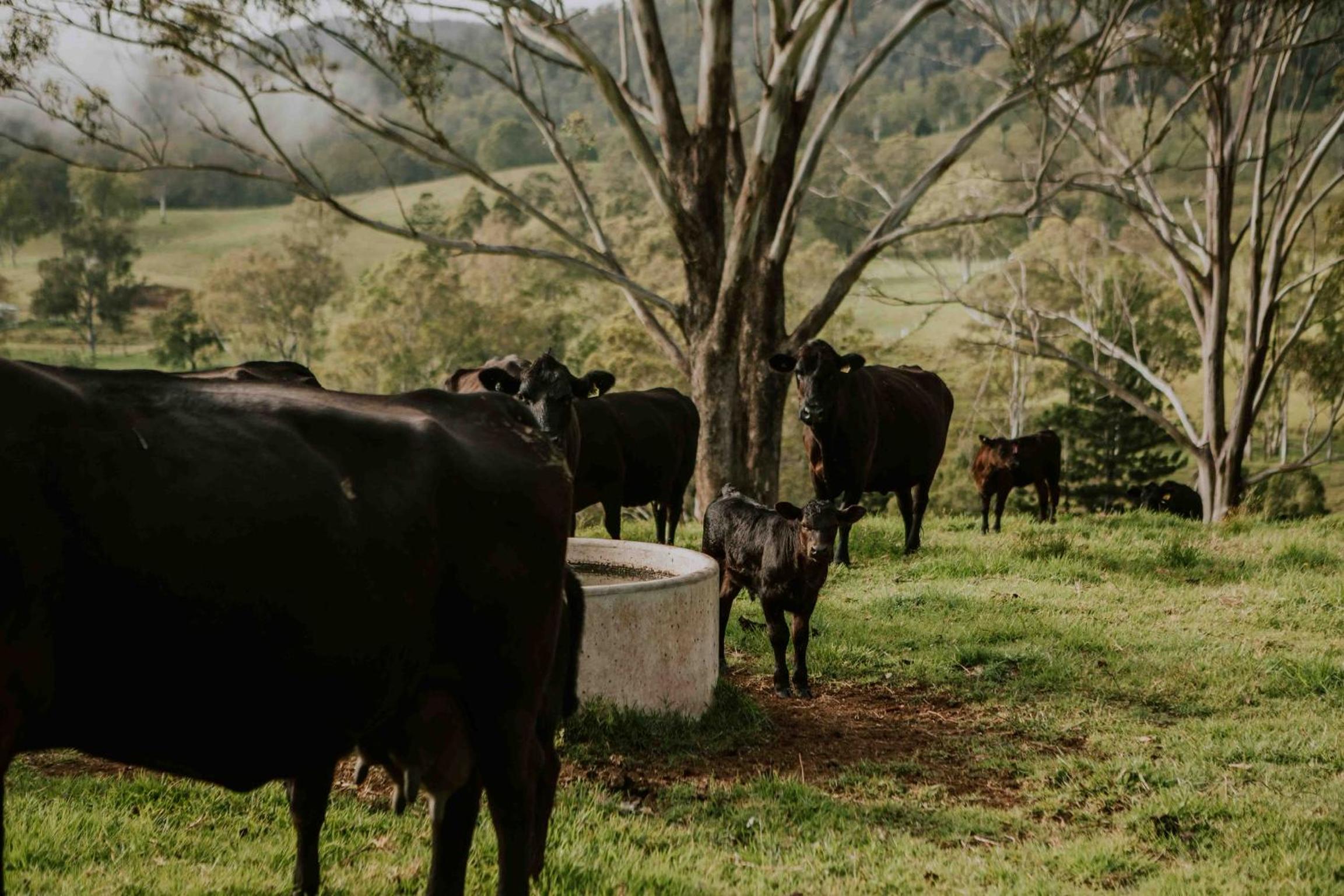 Big Bluff Farm
