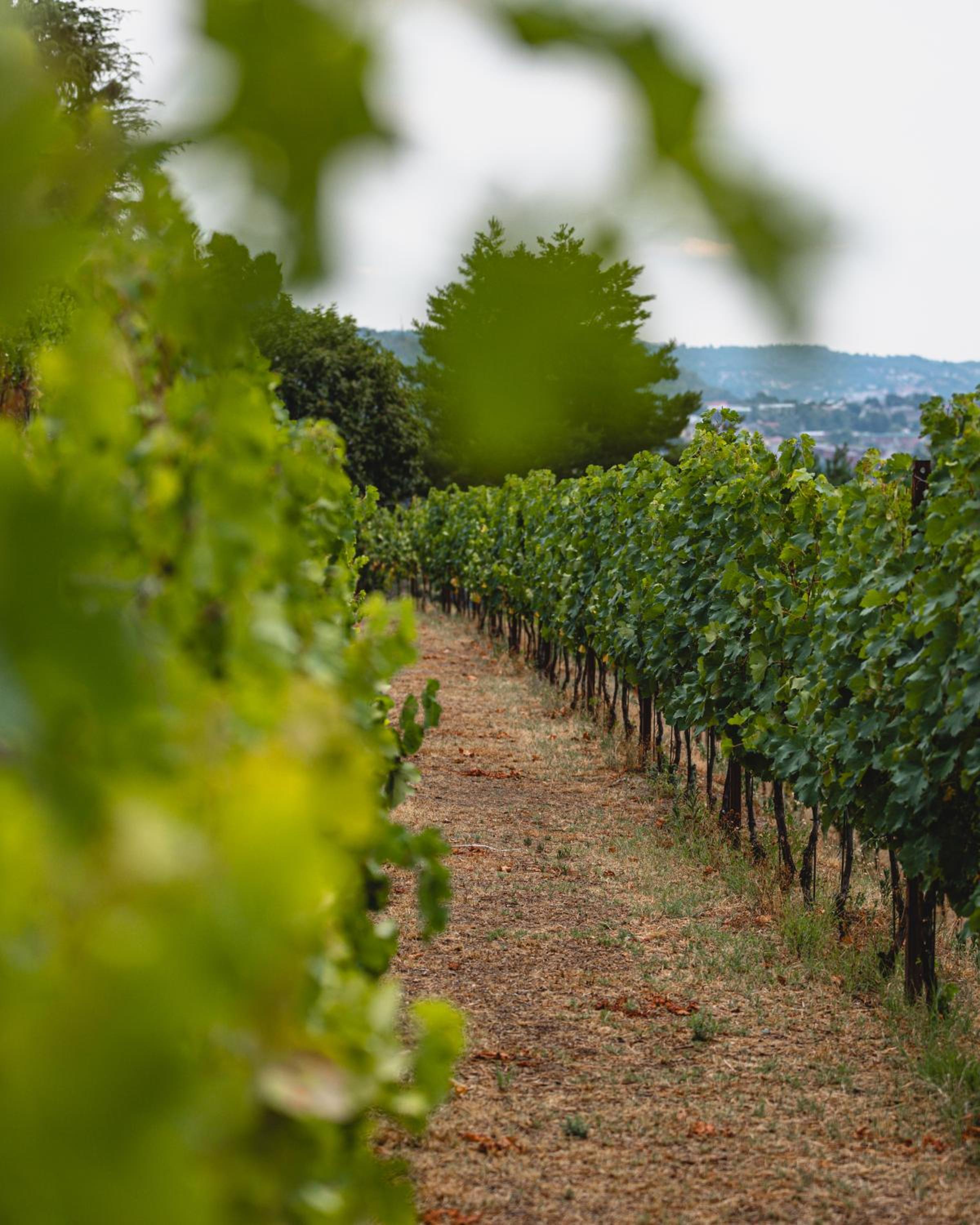 Tenuta Ronco Regio