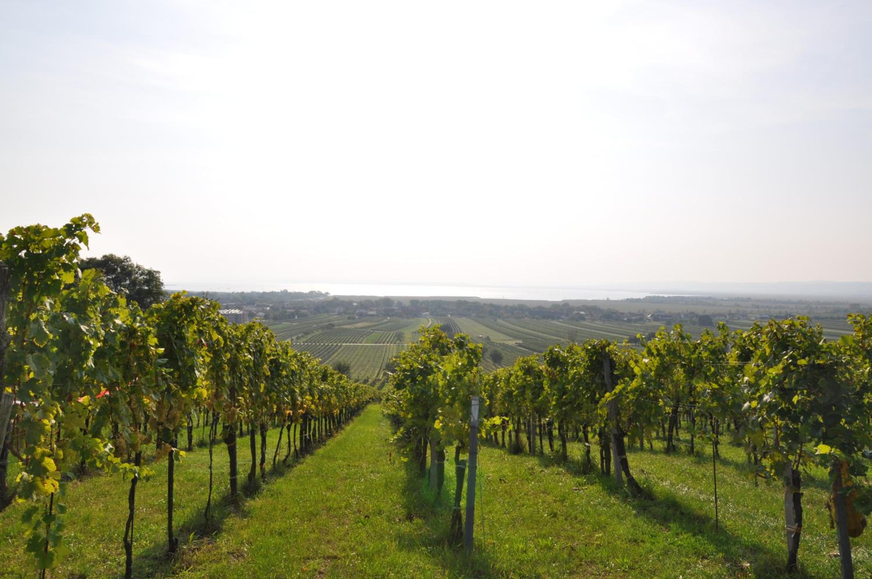 Weingut Guttmann - Apartment Schwalbennester