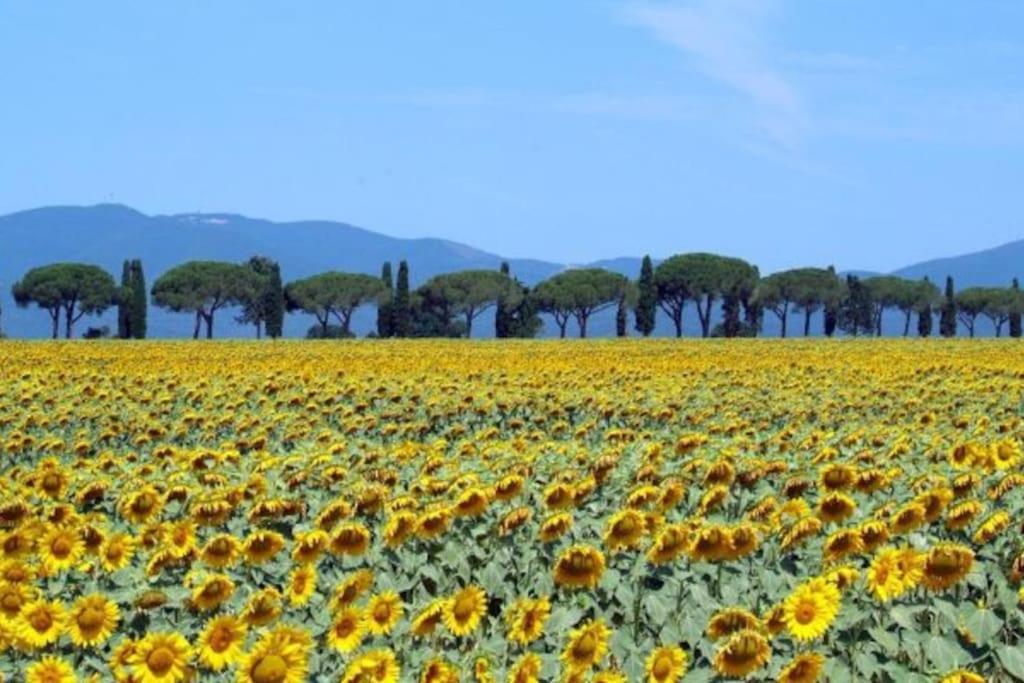 La Torretta, La Bellavista Toscana