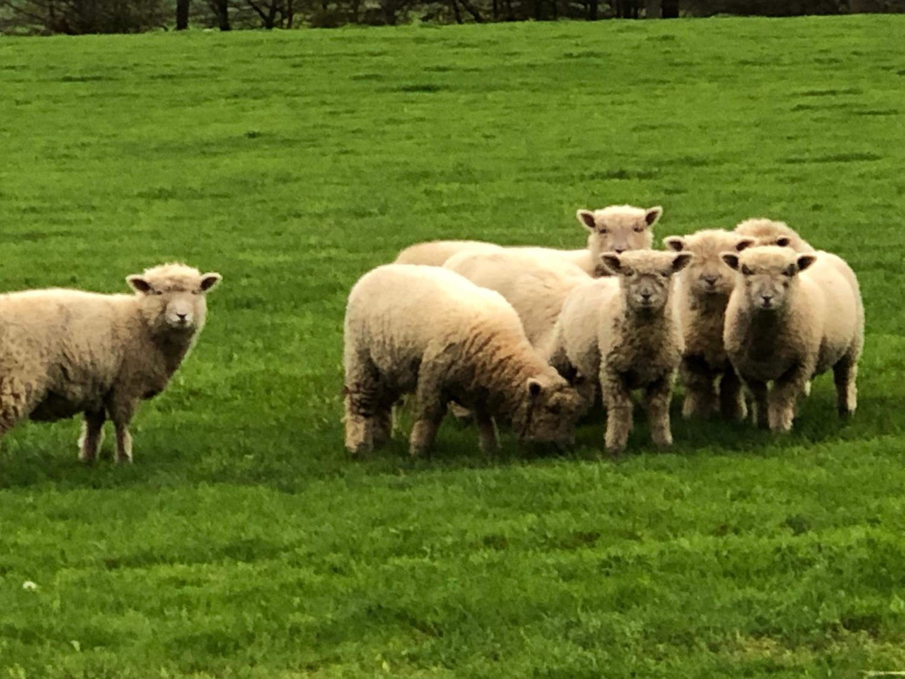 Goodwin Farm