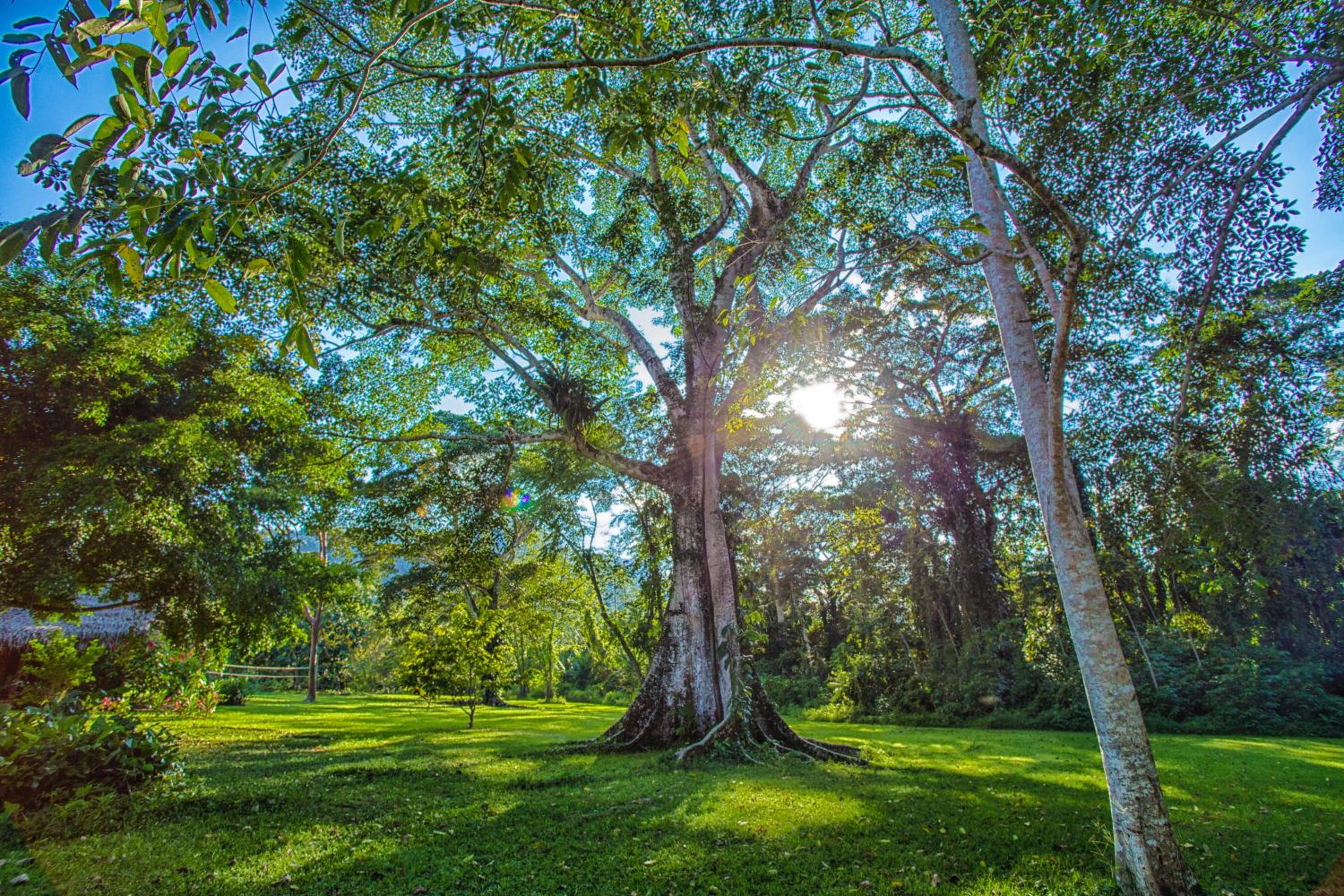 Bocawina Rainforest Resort