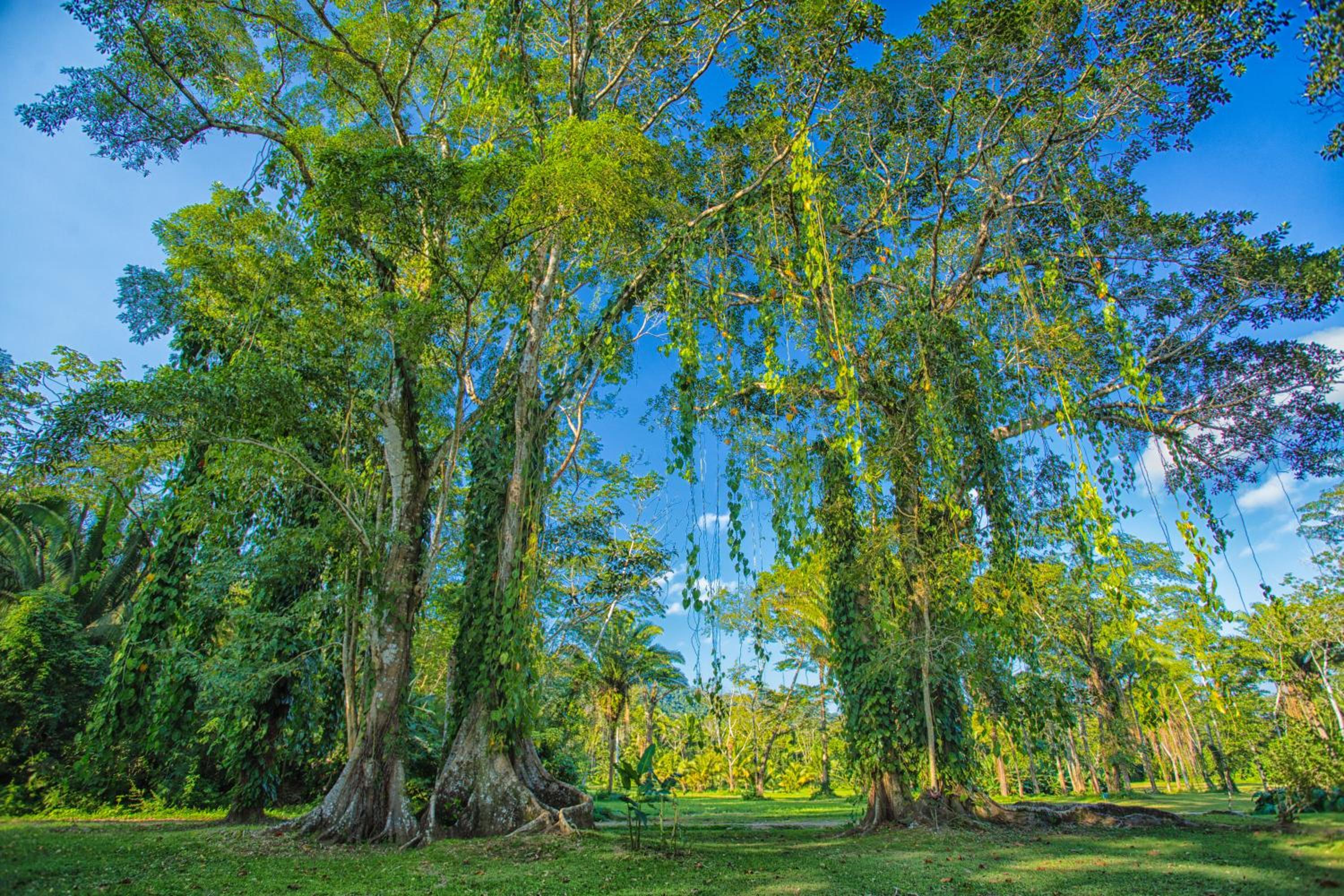 Bocawina Rainforest Resort