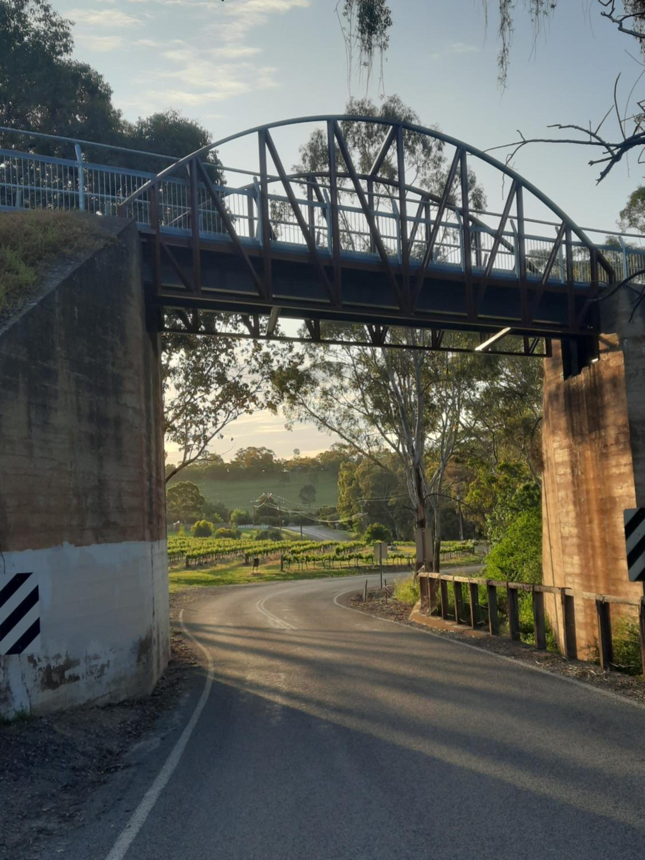 Frogmouth Hollow