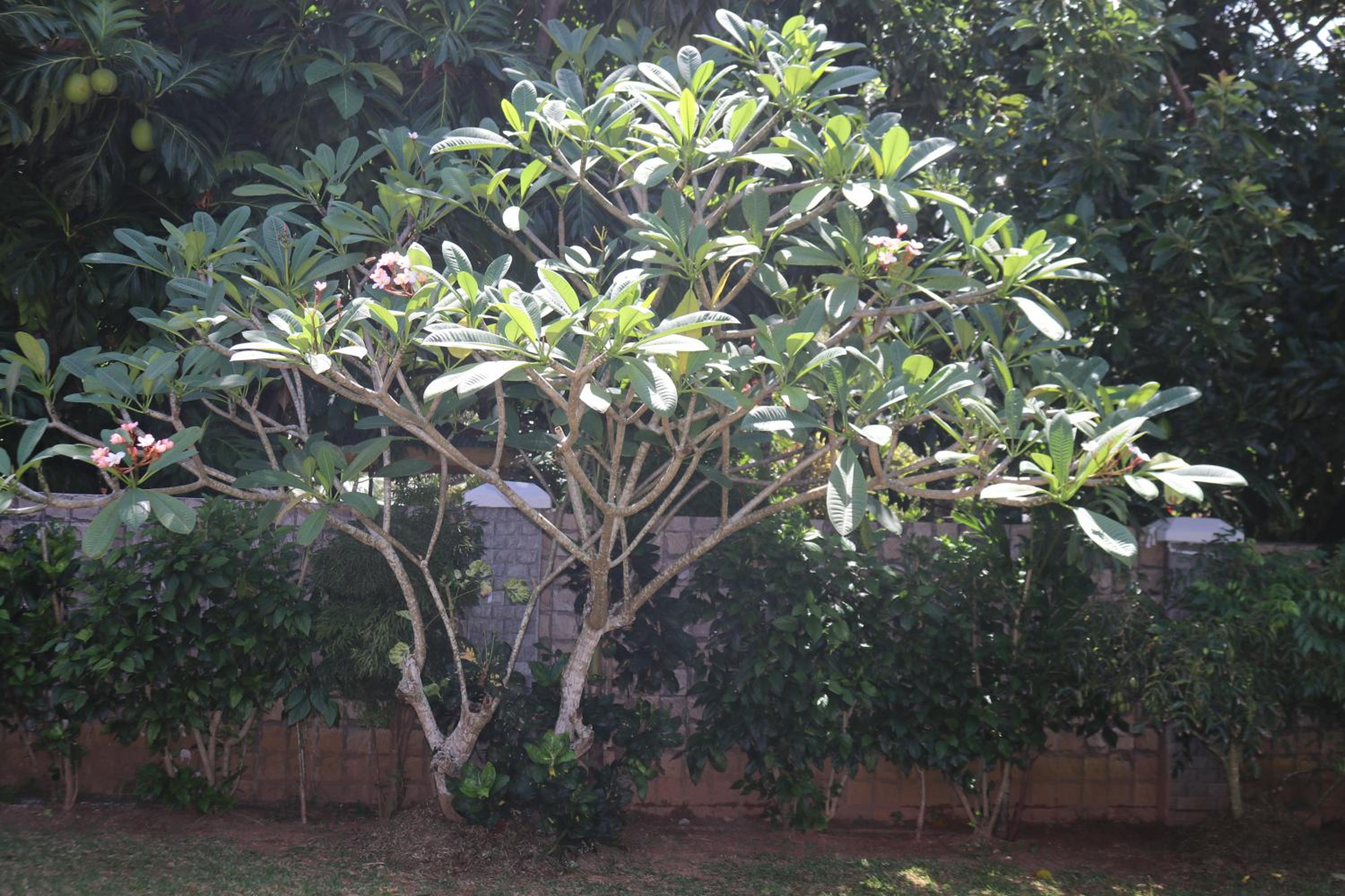 Chez Augustine photo 3