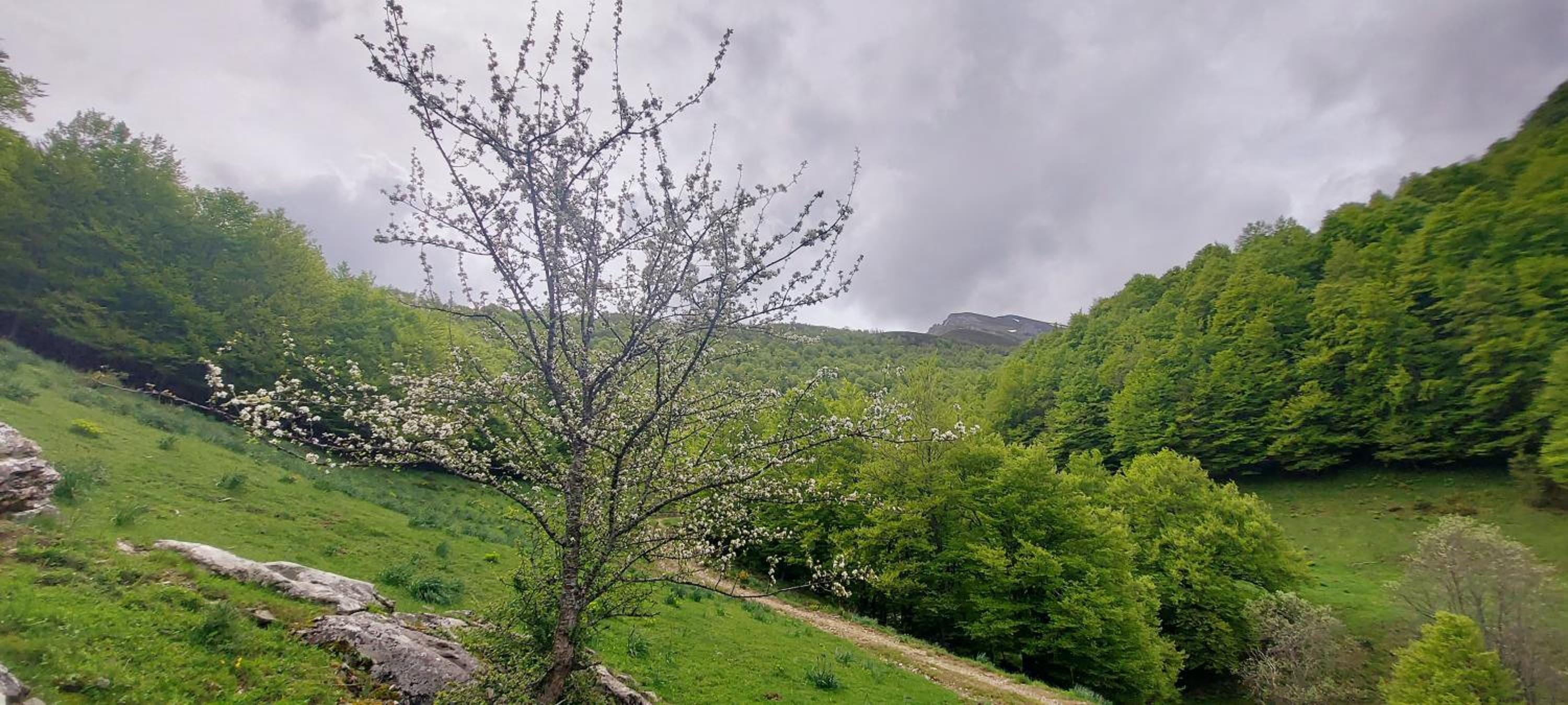 Apartamentos Nevandi