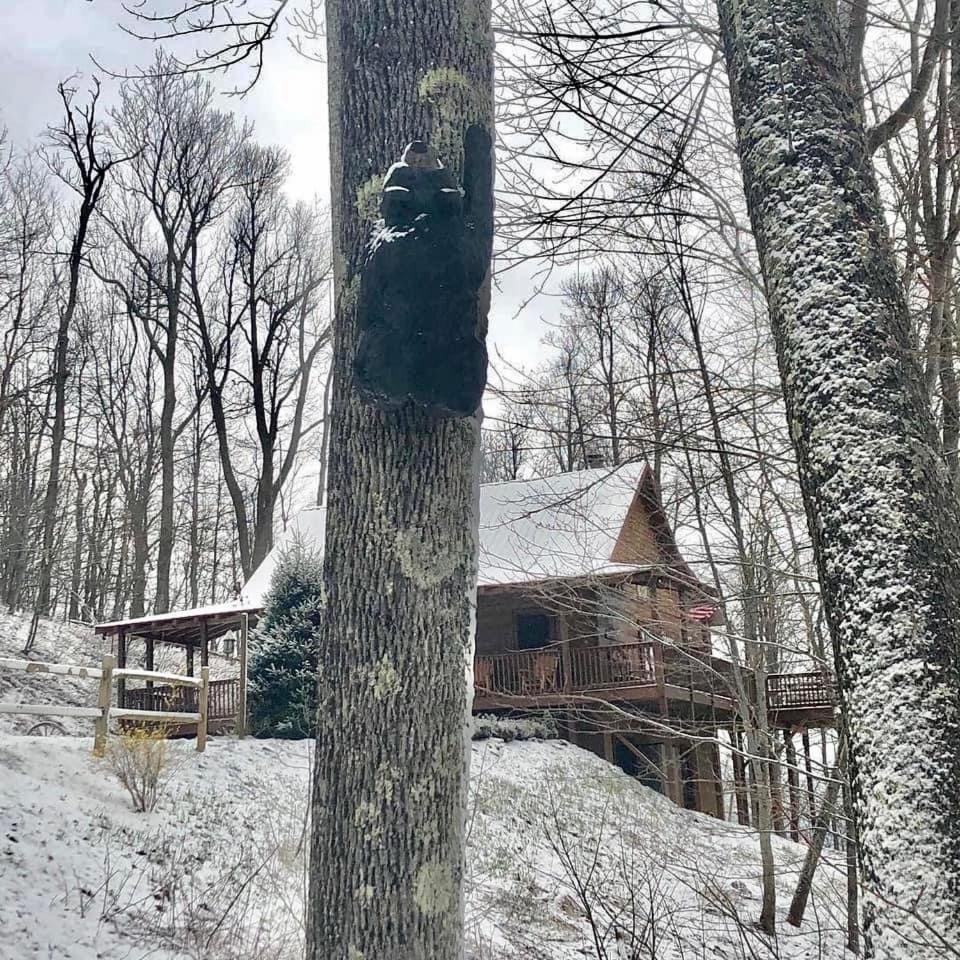 Honey Bear Cabin view 4