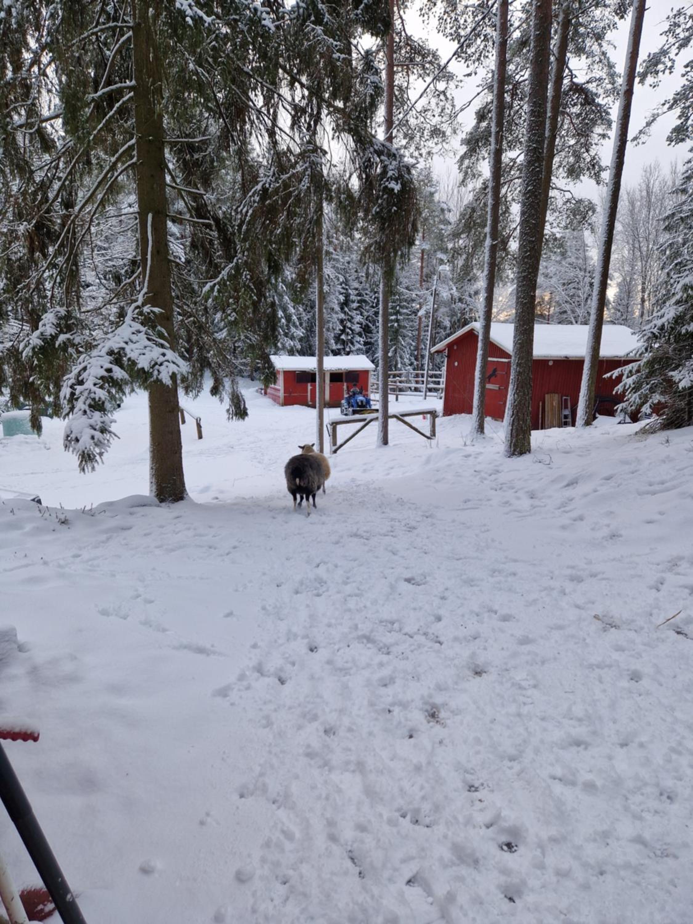 Huumoriharju