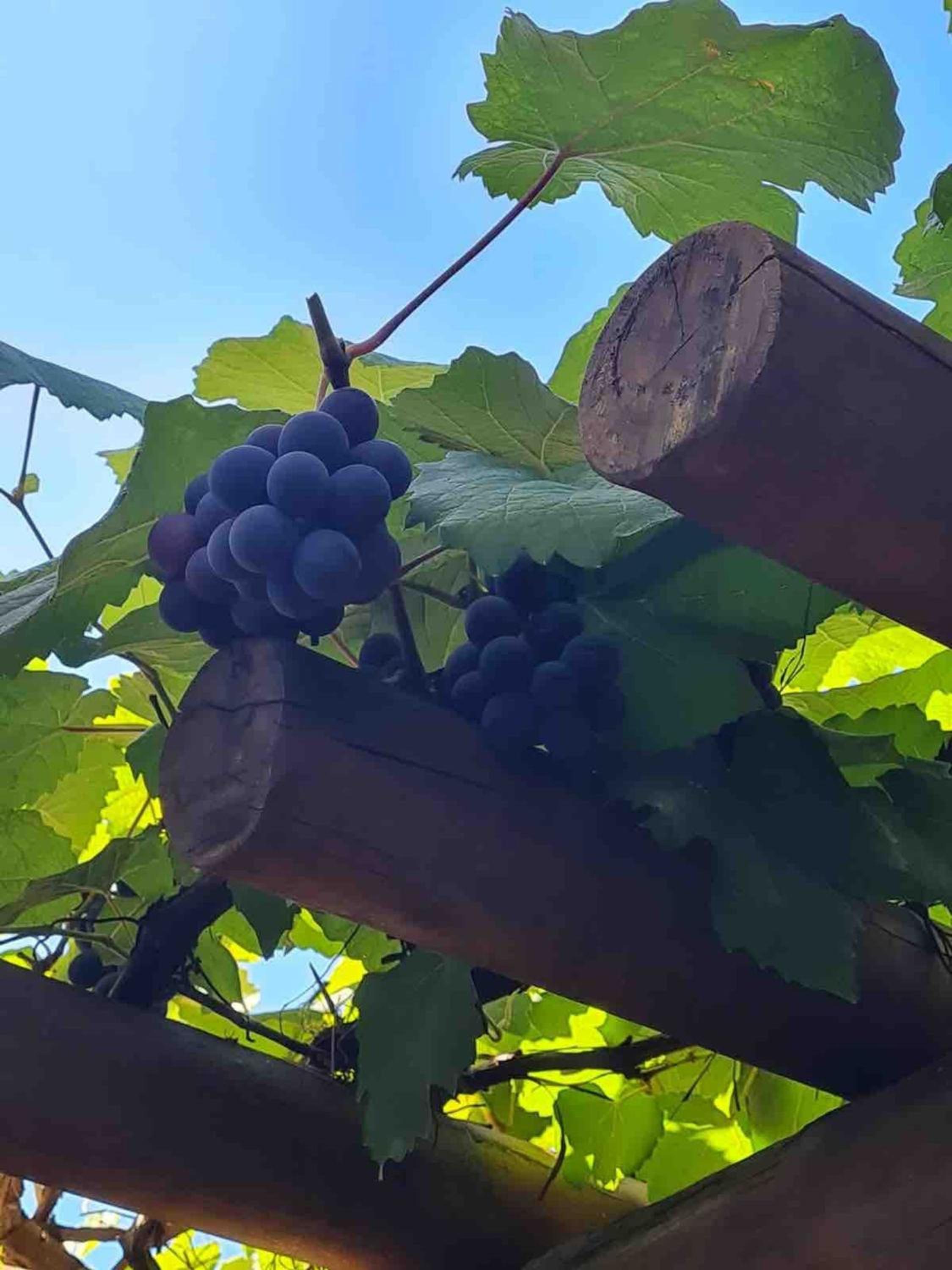 Casinha Ipê Roxo - Condomínio Quinta do Rosário