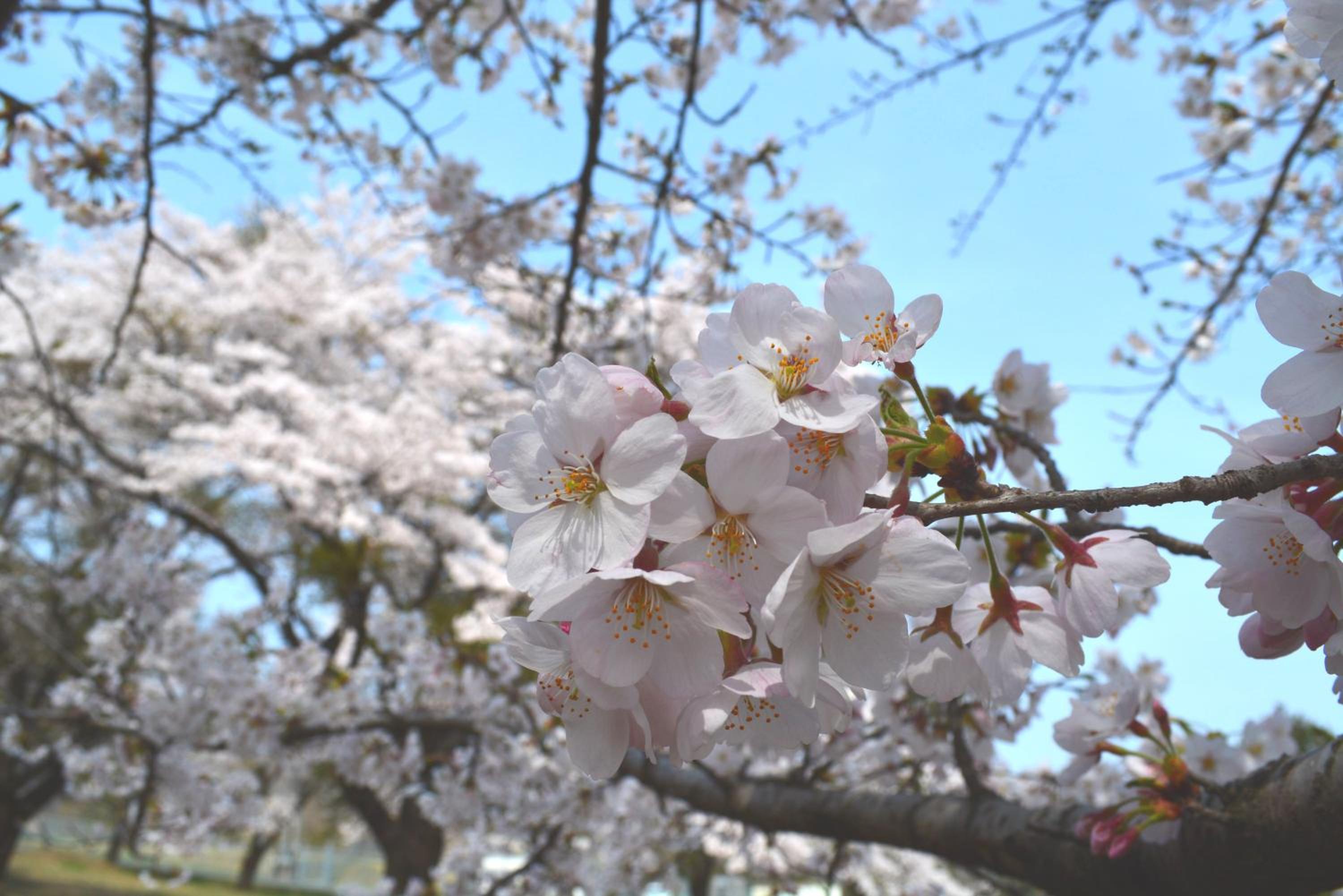 Fukuichi