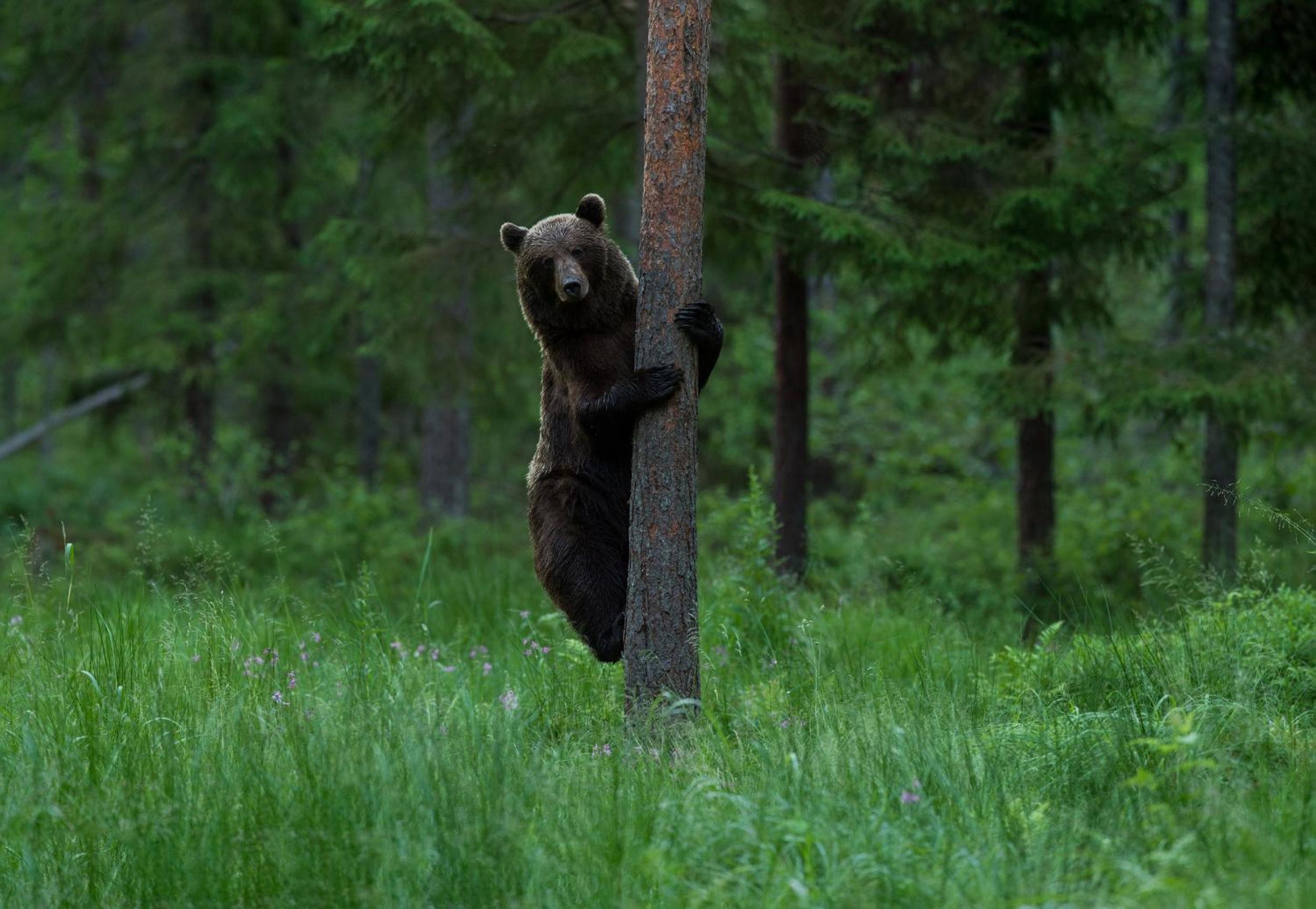 Bear Watching Hide of Alutaguse