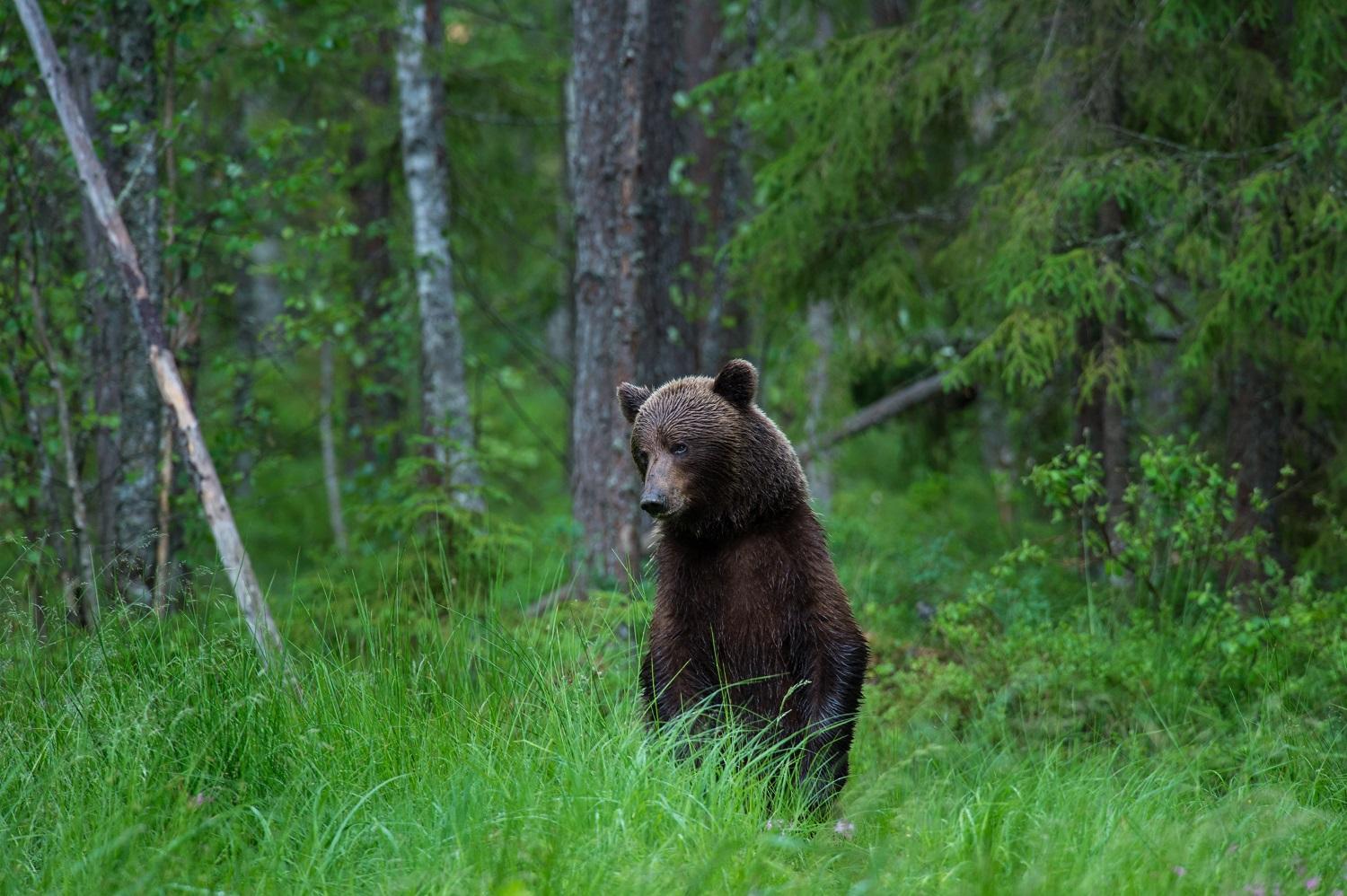 Bear Watching Hide of Alutaguse