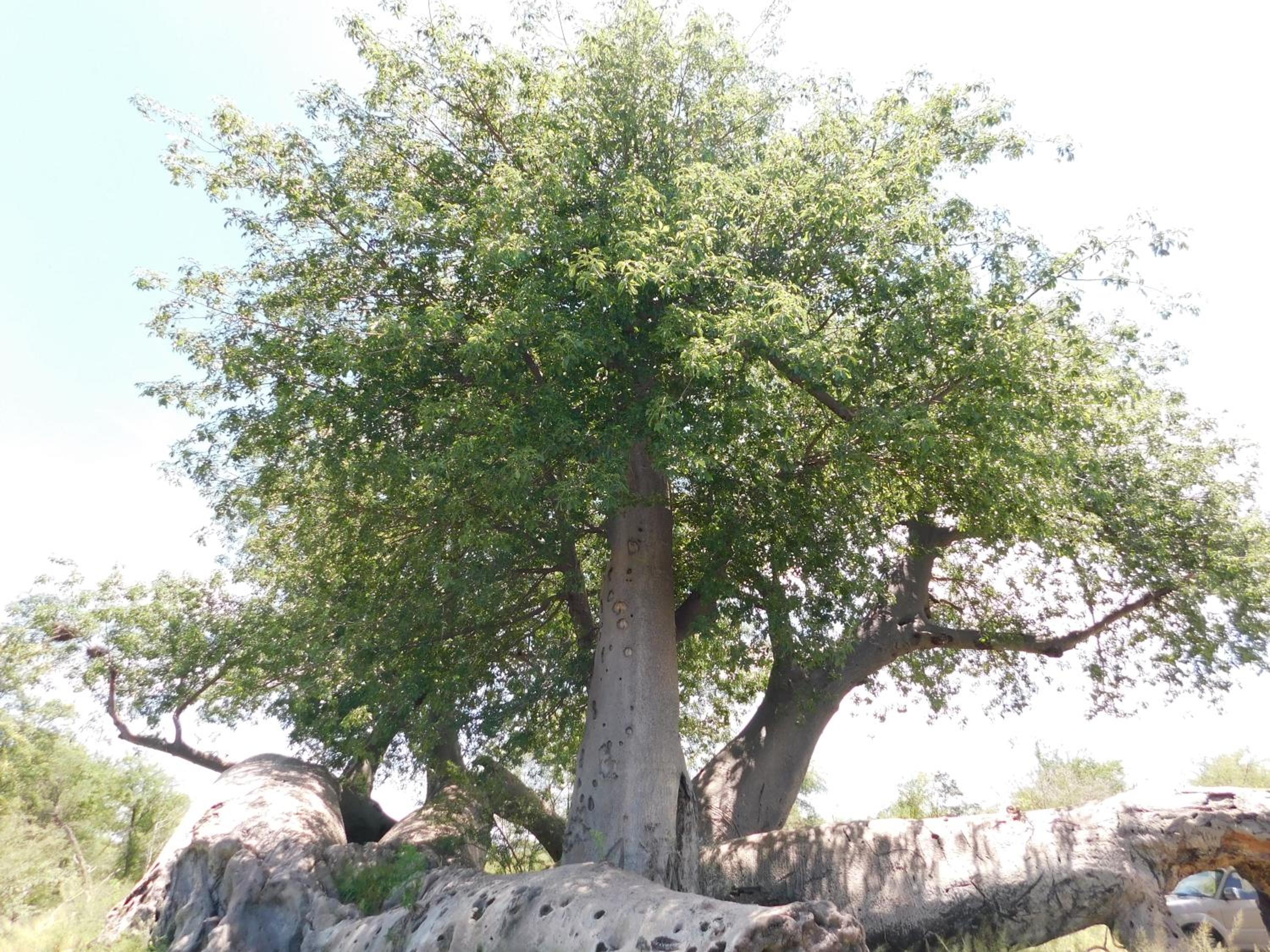 Photo 43